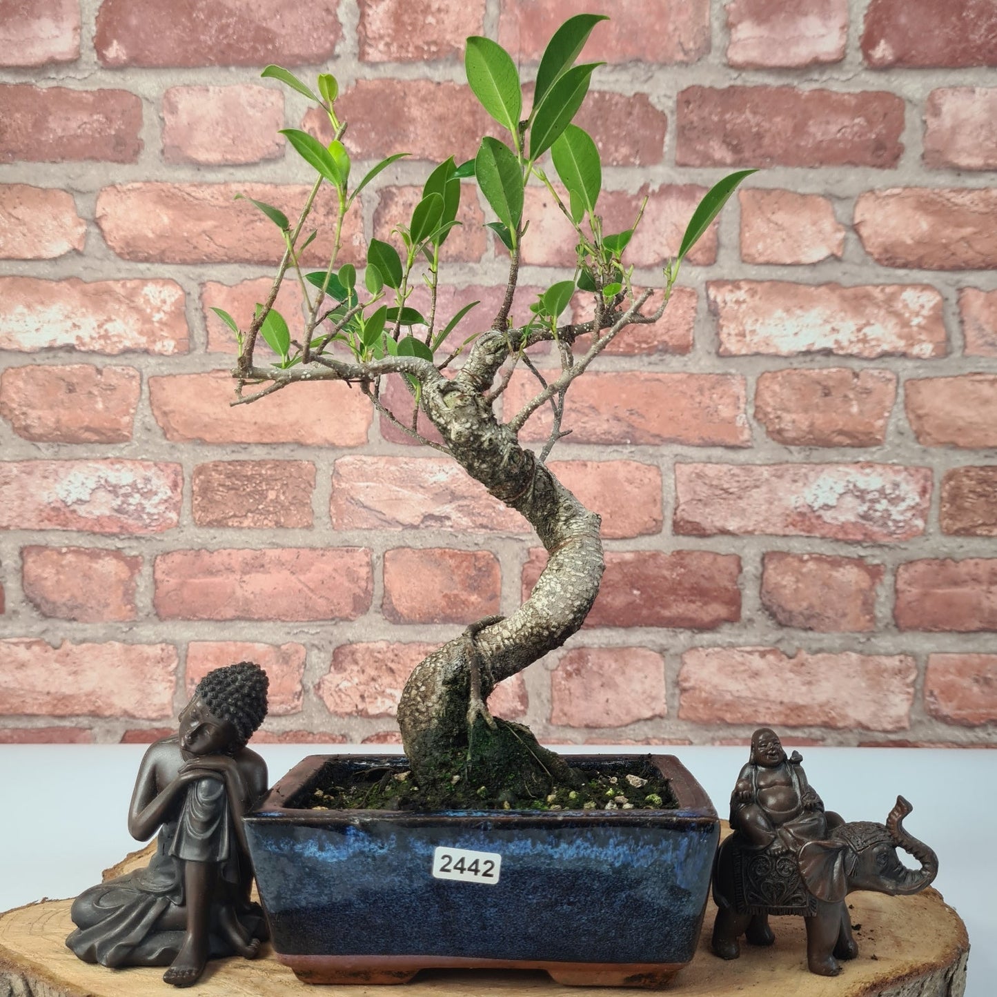 Ficus Microcarpa (Banyan Fig) Indoor Bonsai Tree | Shaped | In 15cm Pot