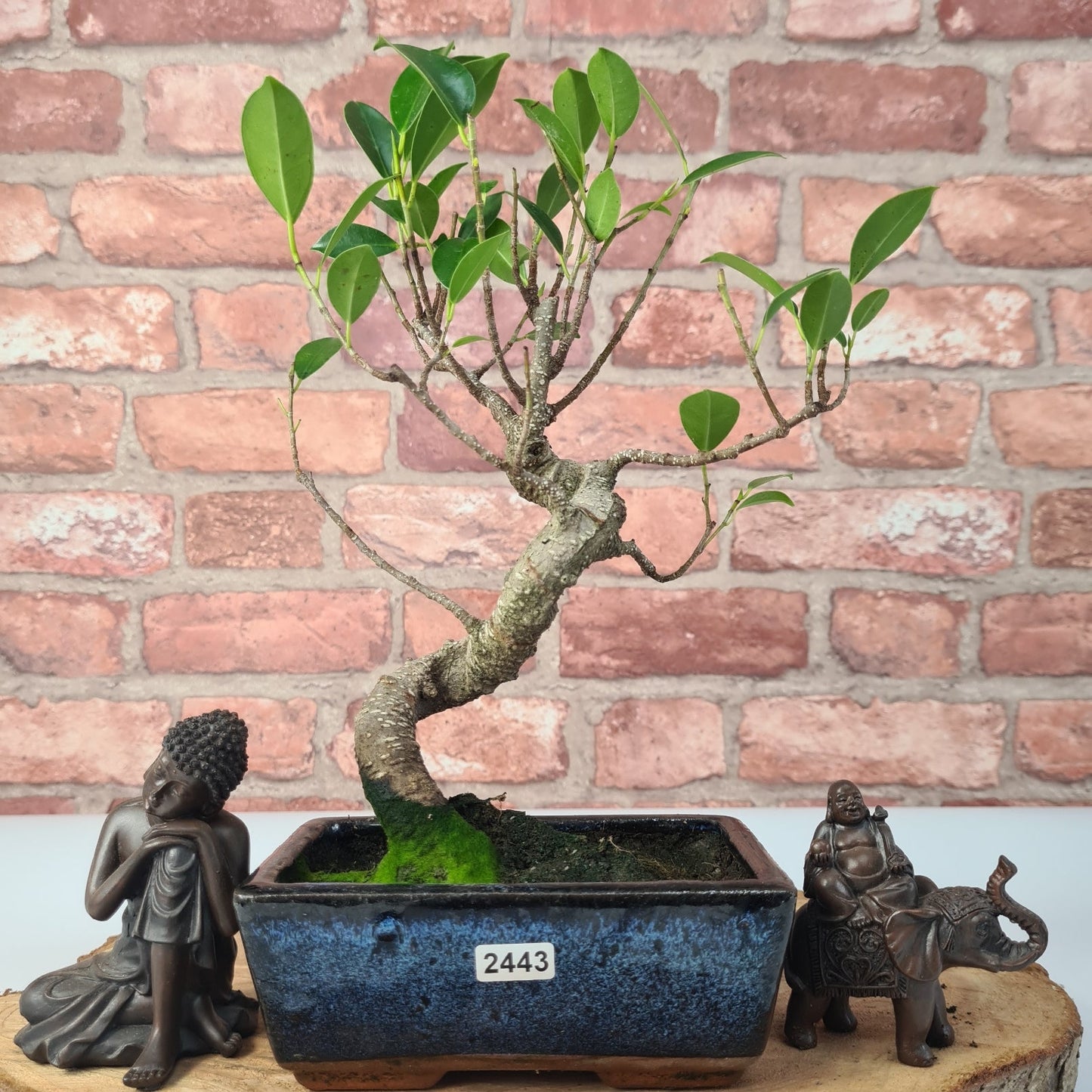 Ficus Microcarpa (Banyan Fig) Indoor Bonsai Tree | Shaped | In 15cm Pot