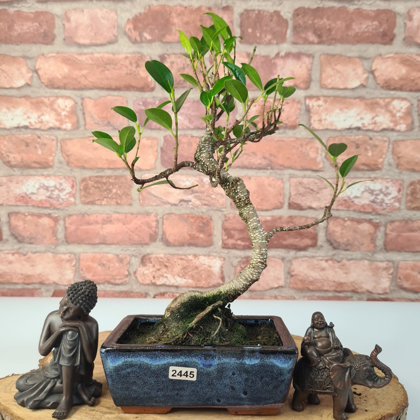 Ficus Microcarpa (Banyan Fig) Indoor Bonsai Tree | Shaped | In 15cm Pot