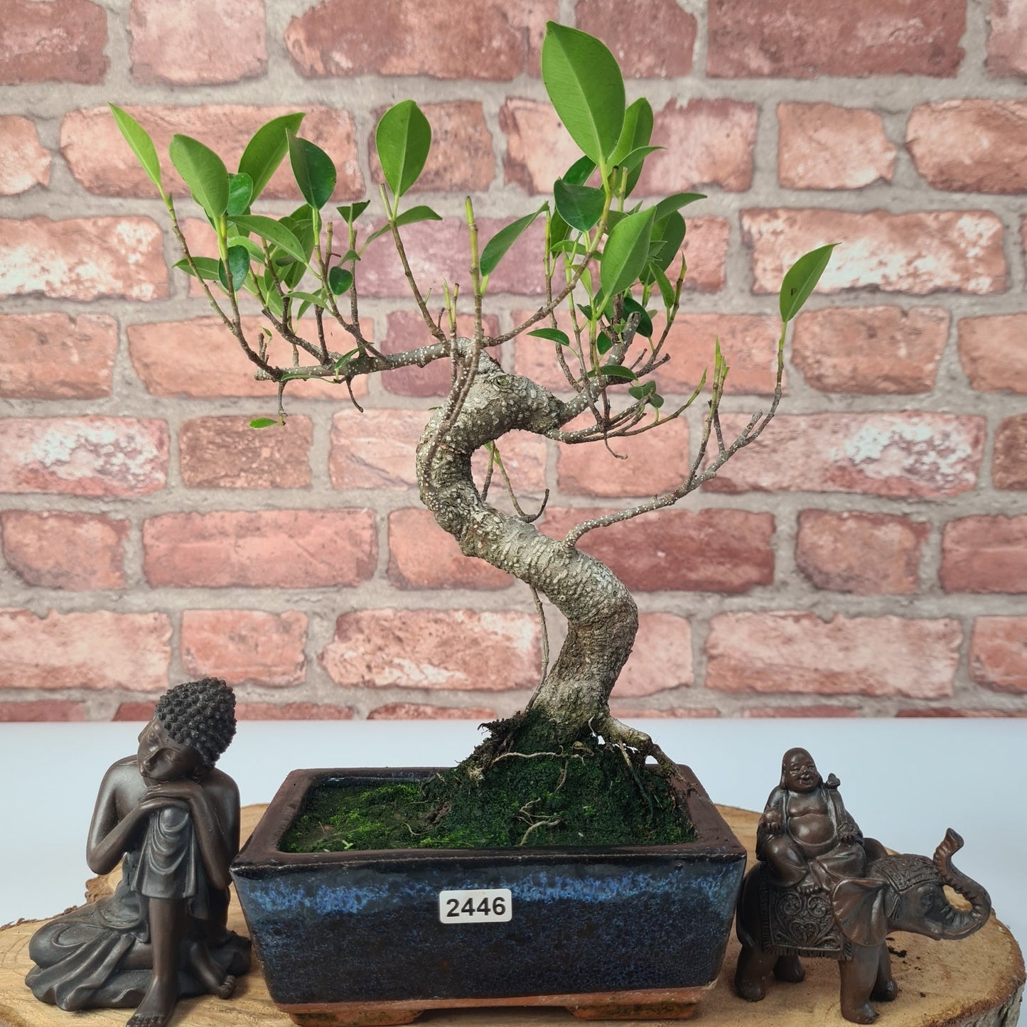 Ficus Microcarpa (Banyan Fig) Indoor Bonsai Tree | Shaped | In 15cm Pot