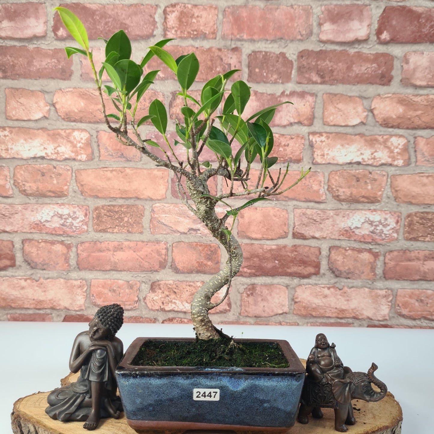 Ficus Microcarpa (Banyan Fig) Indoor Bonsai Tree | Shaped | In 15cm Pot