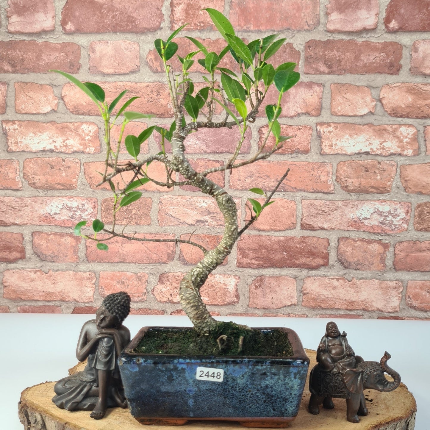 Ficus Microcarpa (Banyan Fig) Indoor Bonsai Tree | Shaped | In 15cm Pot