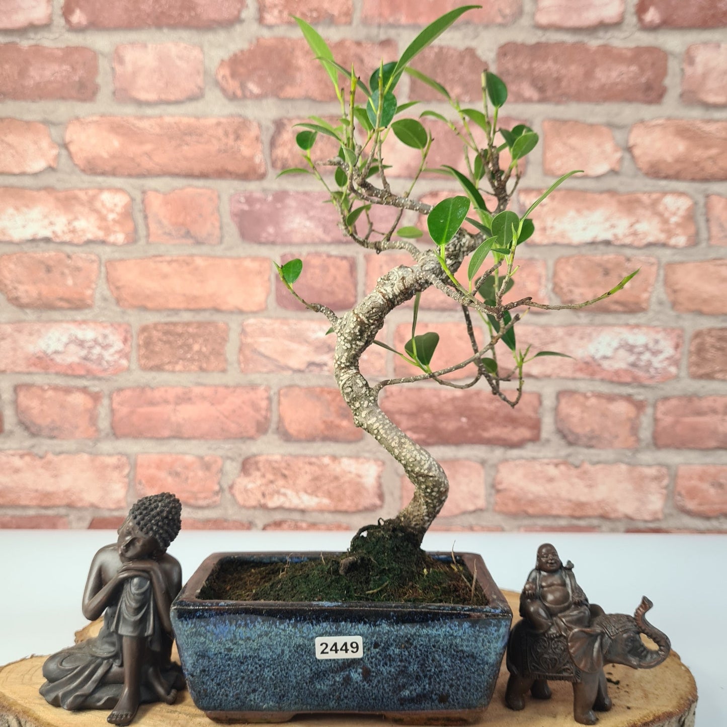 Ficus Microcarpa (Banyan Fig) Indoor Bonsai Tree | Shaped | In 15cm Pot