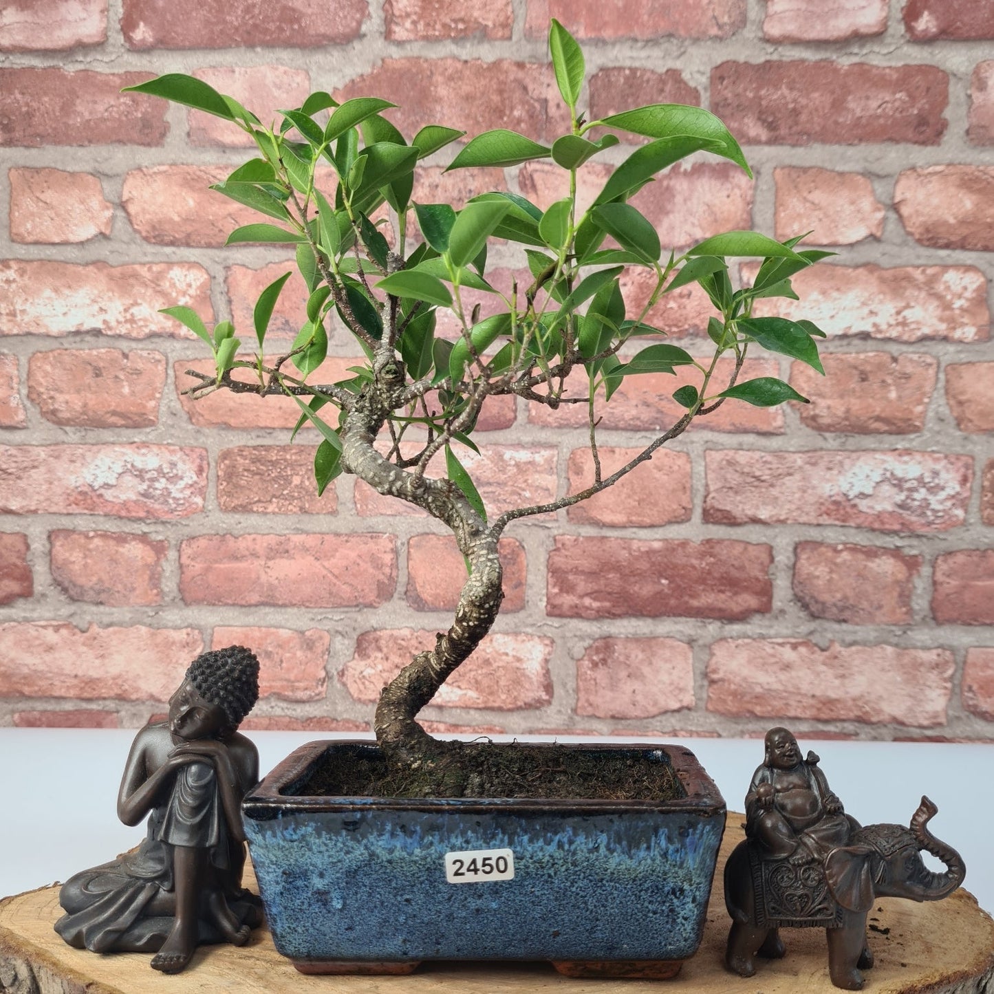 Ficus Microcarpa (Banyan Fig) Indoor Bonsai Tree | Shaped | In 15cm Pot