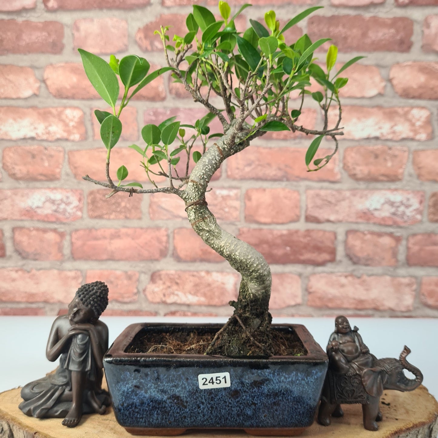 Ficus Microcarpa (Banyan Fig) Indoor Bonsai Tree | Shaped | In 15cm Pot