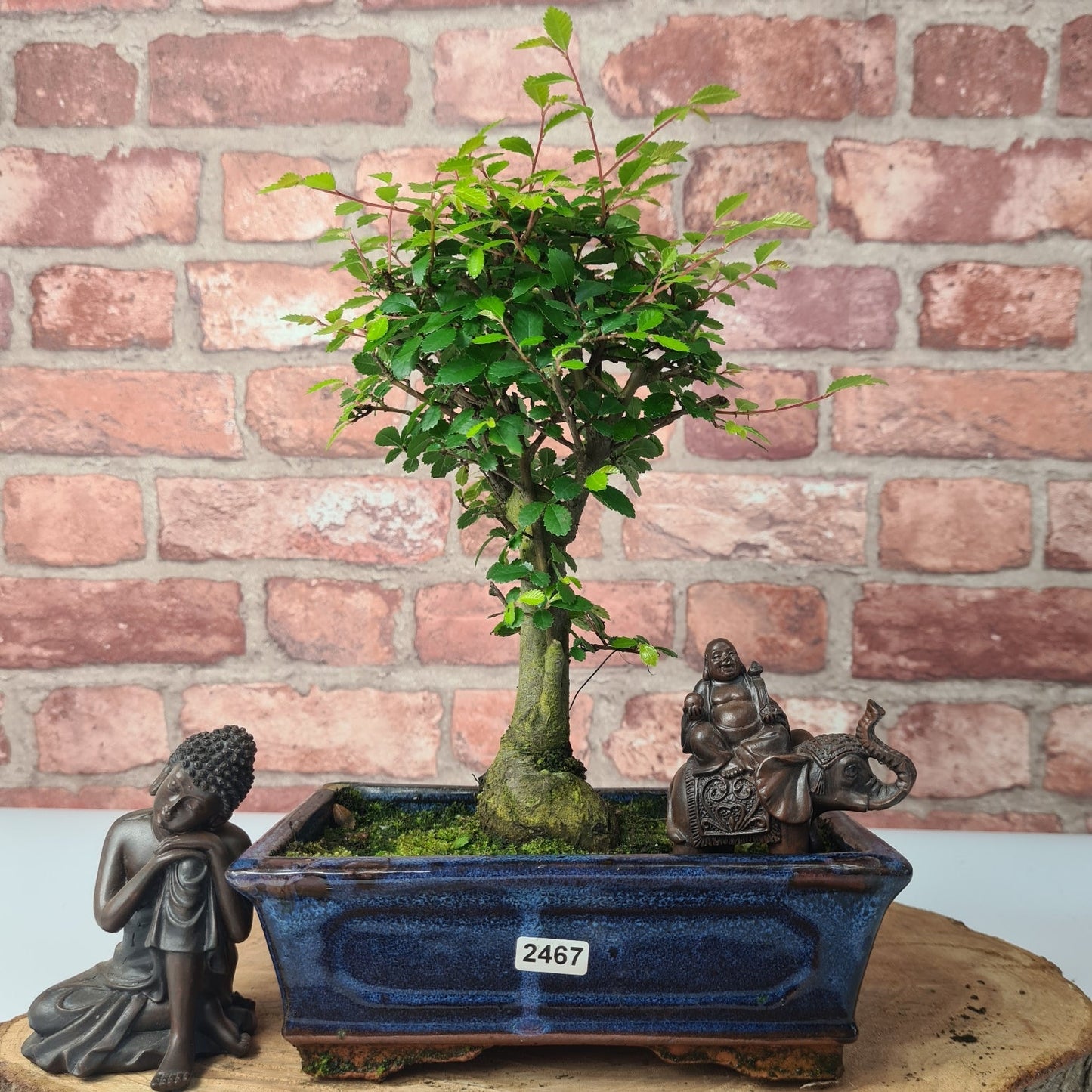 Chinese Elm (Ulmus Parvifolia) Bonsai Tree | Broom | In 20cm Pot