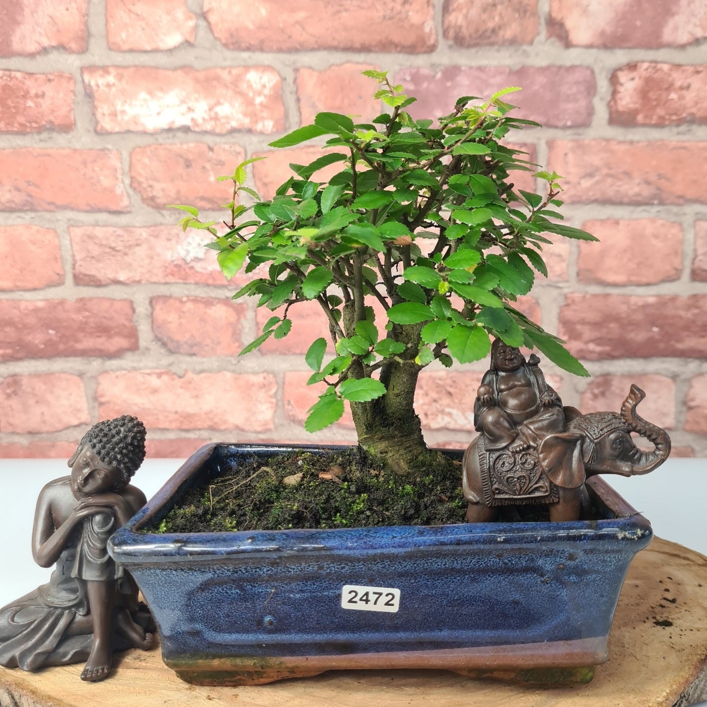 Chinese Elm (Ulmus Parvifolia) Bonsai Tree | Broom | In 20cm Pot