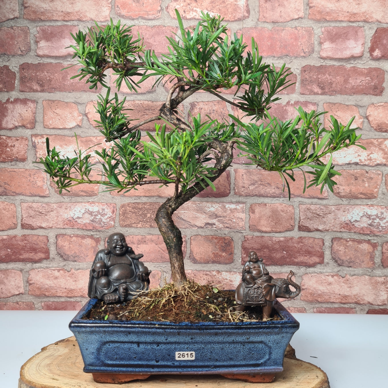 Buddhist Pine (Podocarpus Micro) Bonsai Tree | Shaped | In 30cm Pot