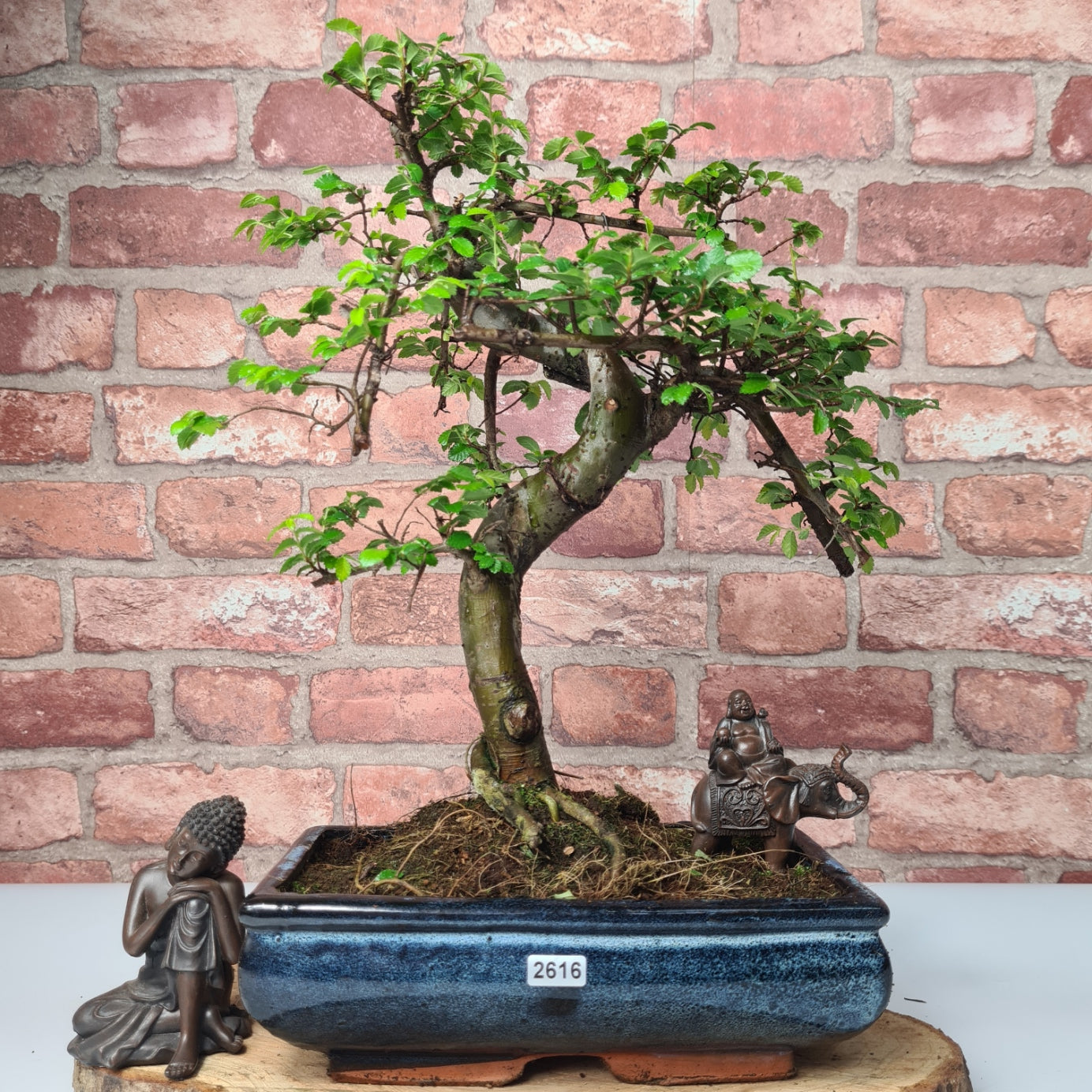 Chinese Elm (Ulmus Parvifolia) Bonsai Tree | Shaped | In 25cm Pot