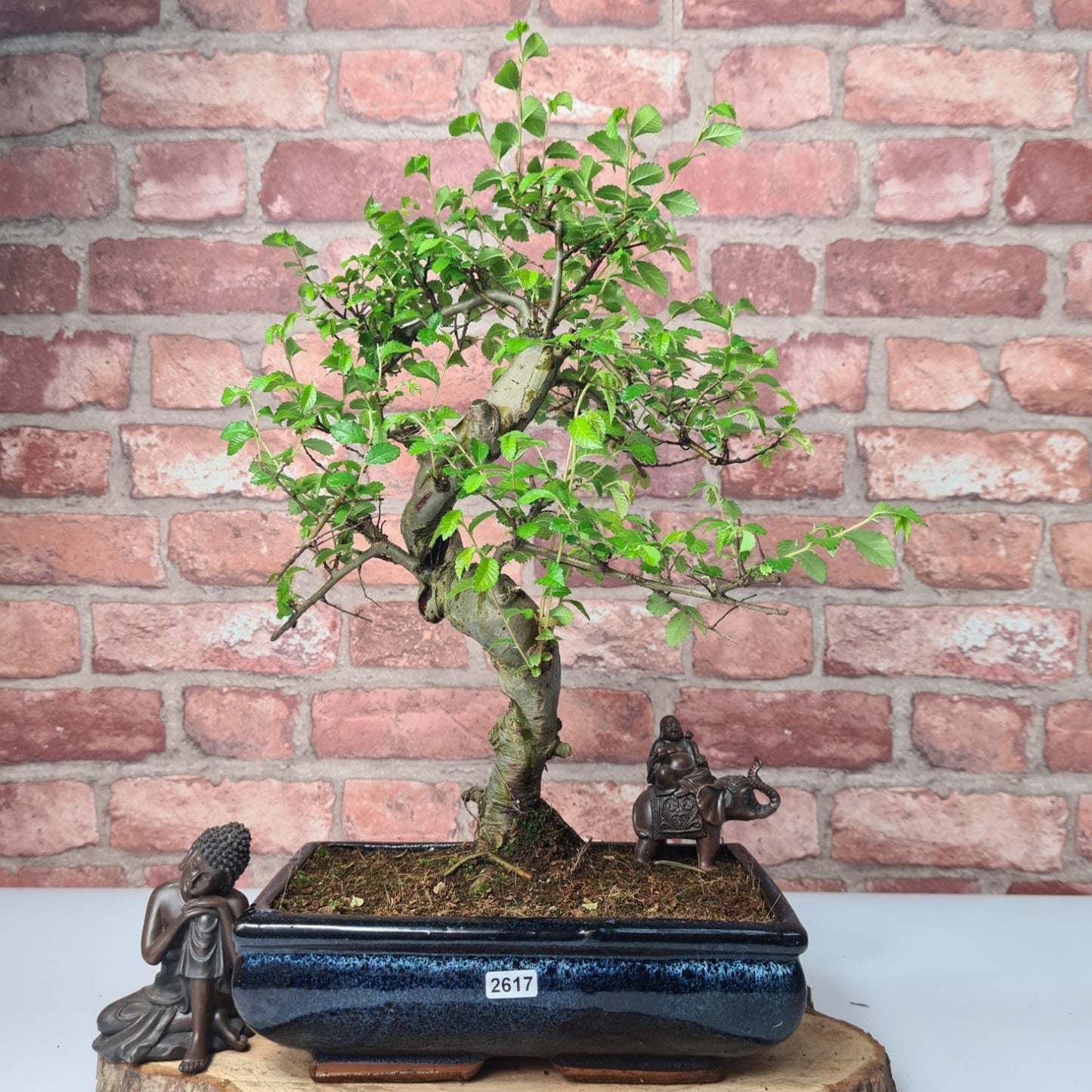 Chinese Elm (Ulmus Parvifolia) Bonsai Tree | Shaped | In 25cm Pot