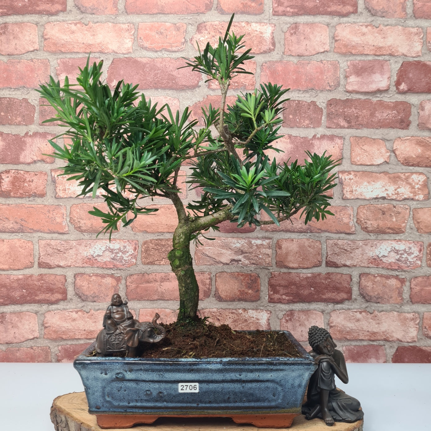 Buddhist Pine (Podocarpus Micro) Bonsai Tree | Shaped | In 25cm Pot