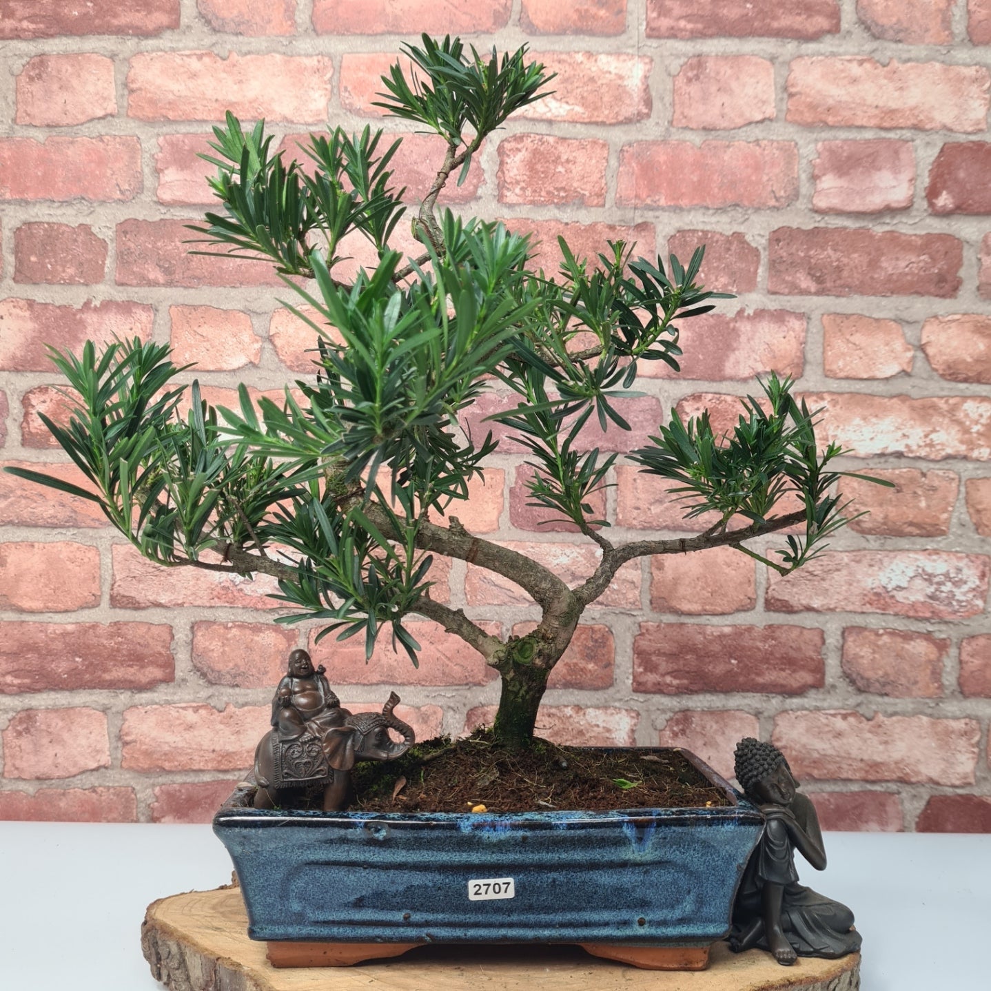 Buddhist Pine (Podocarpus Micro) Bonsai Tree | Shaped | In 25cm Pot