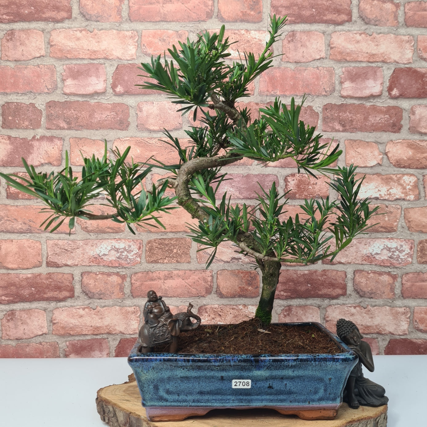 Buddhist Pine (Podocarpus Micro) Bonsai Tree | Shaped | In 30cm Pot