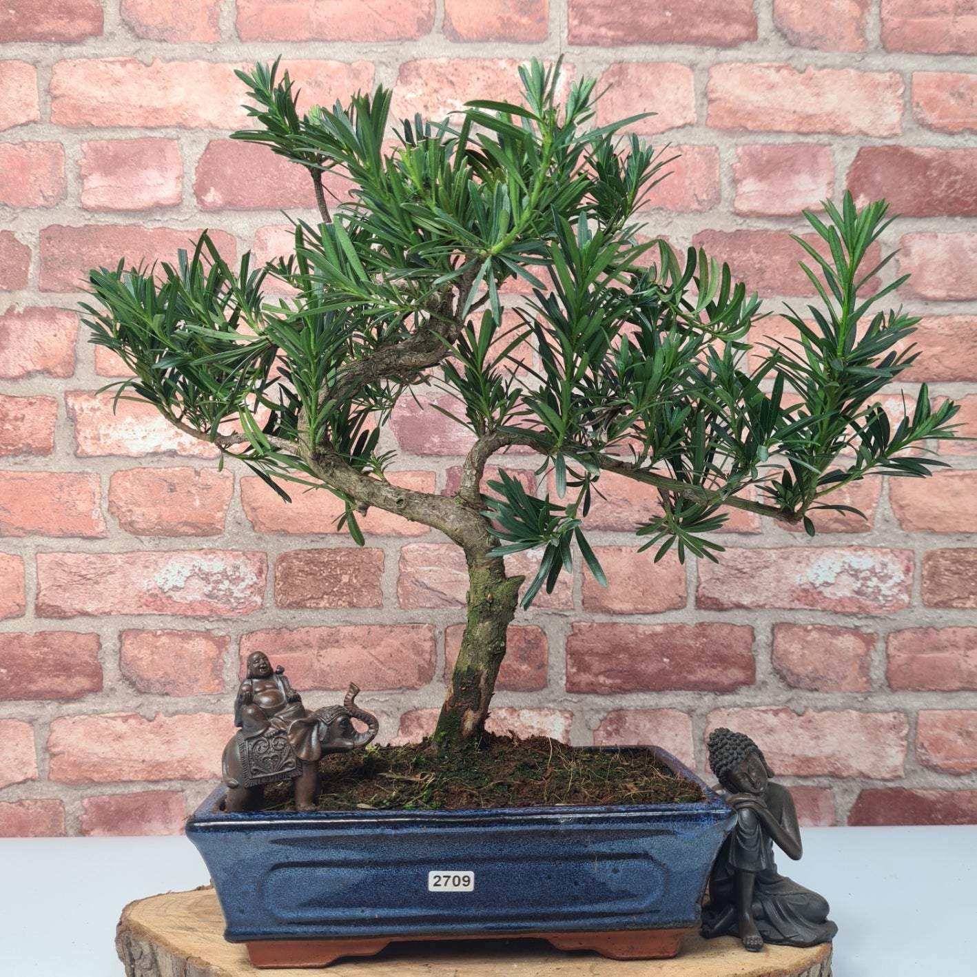 Buddhist Pine (Podocarpus Micro) Bonsai Tree | Shaped | In 25cm Pot