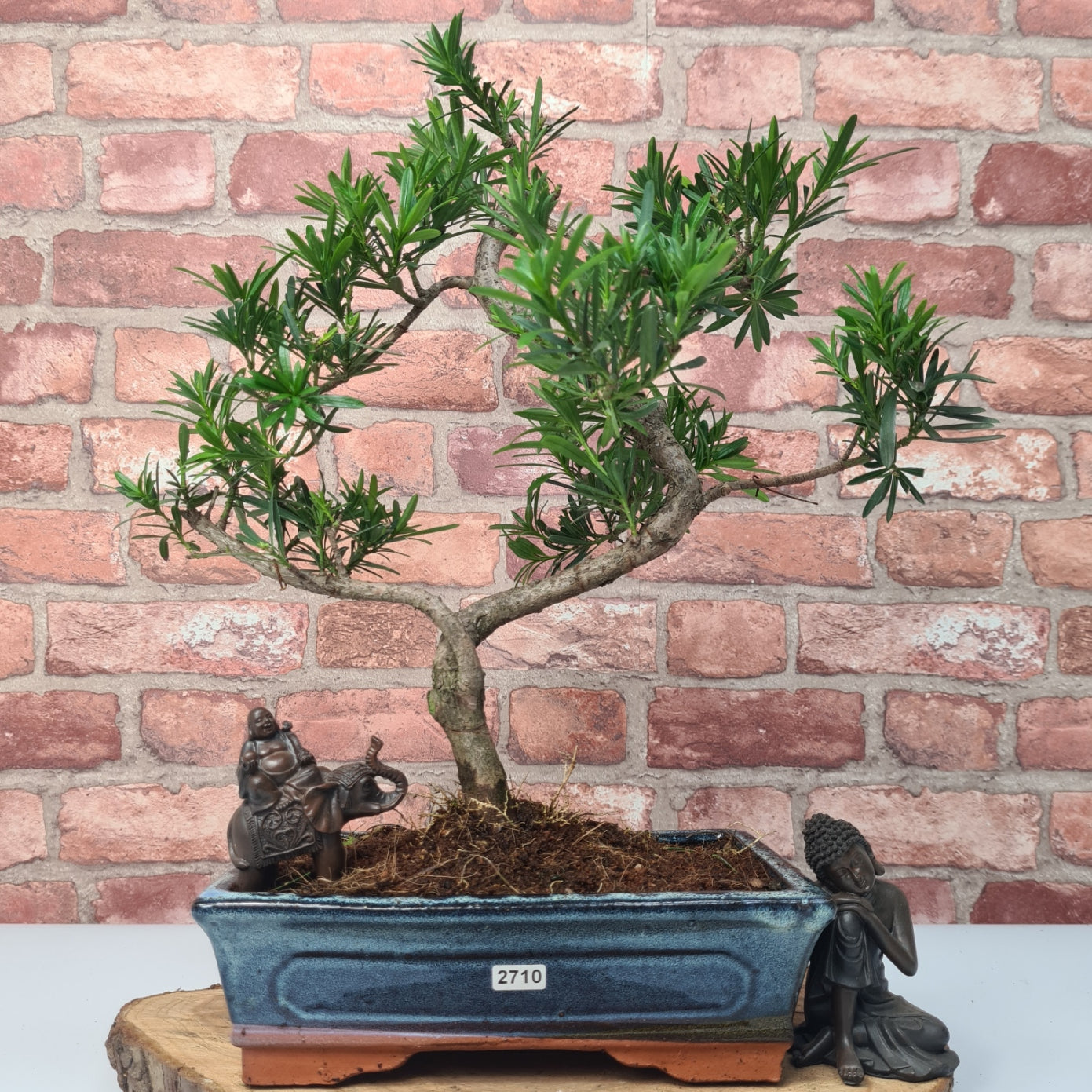Buddhist Pine (Podocarpus Micro) Bonsai Tree | Shaped | In 25cm Pot