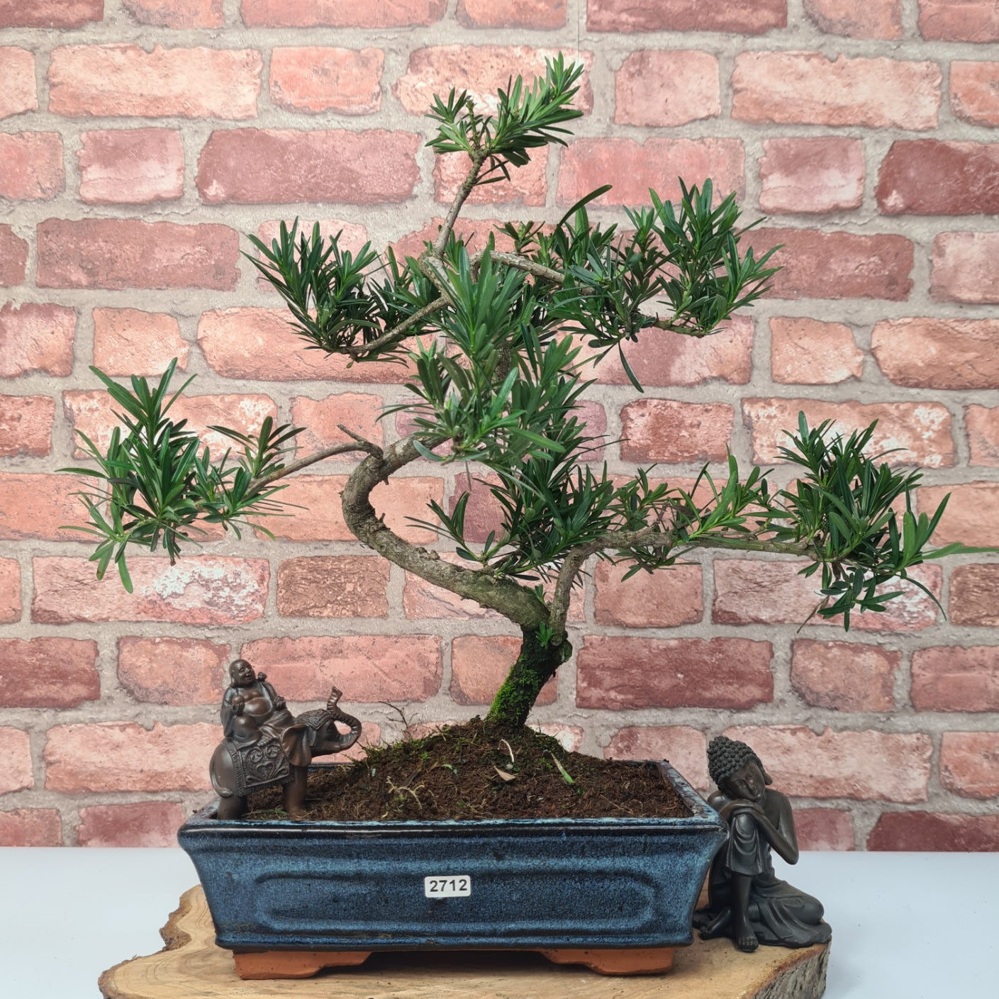 Buddhist Pine (Podocarpus Micro) Bonsai Tree | Shaped | In 25cm Pot