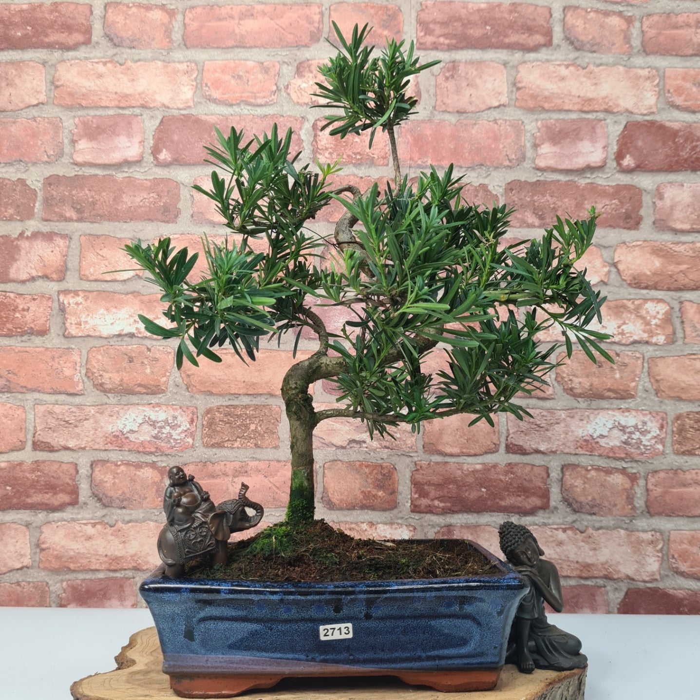 Buddhist Pine (Podocarpus Micro) Bonsai Tree | Shaped | In 30cm Pot