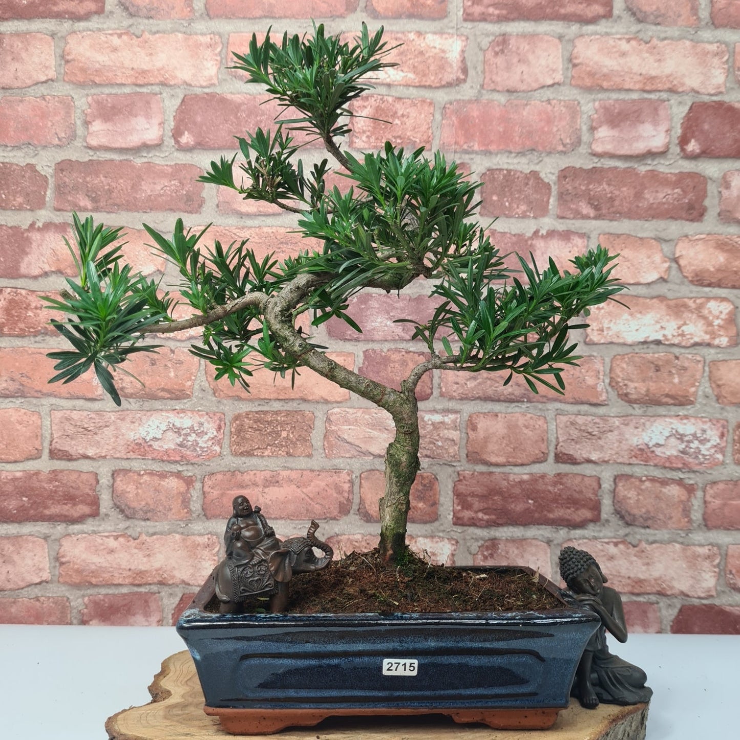 Buddhist Pine (Podocarpus Micro) Bonsai Tree | Shaped | In 30cm Pot