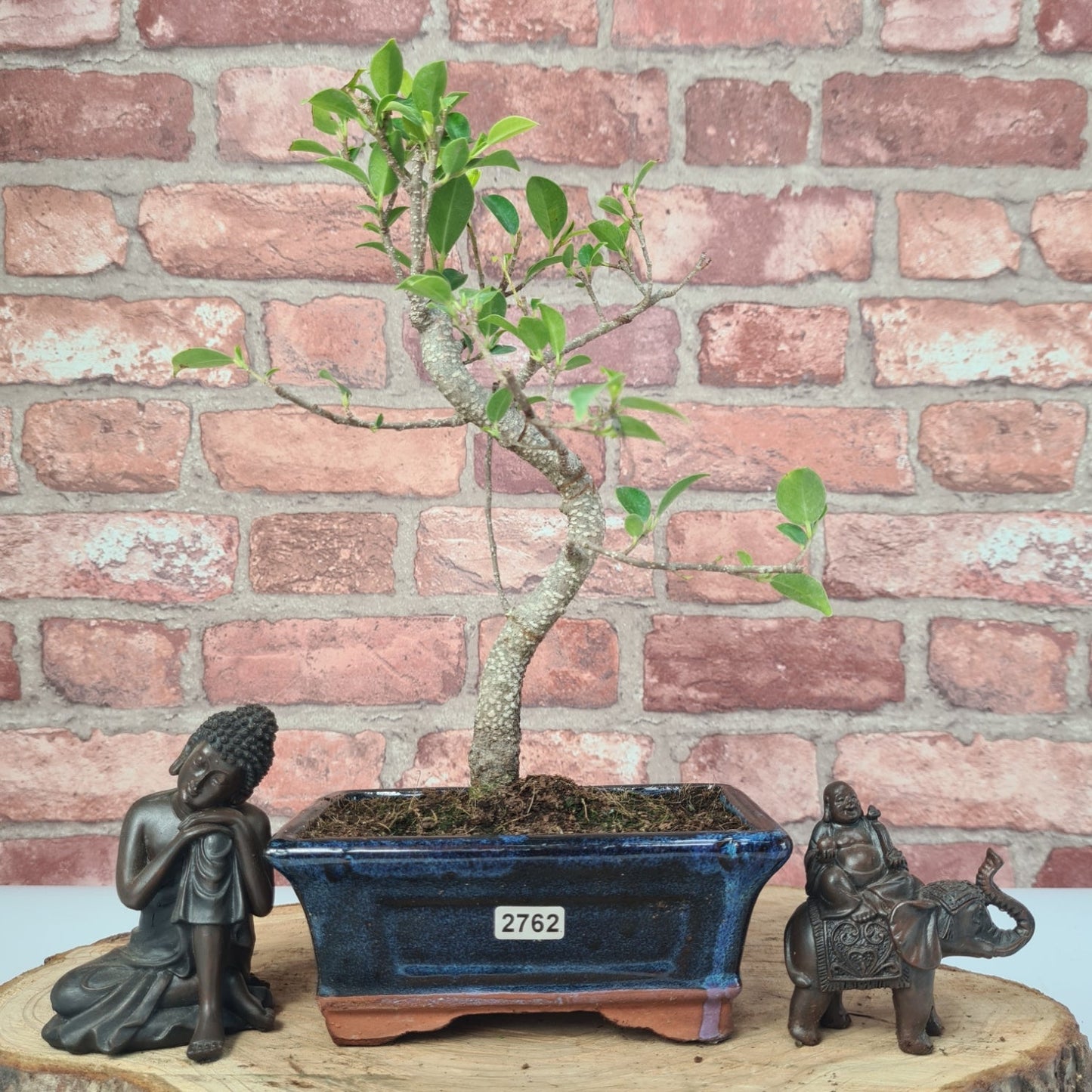 Ficus Microcarpa (Banyan Fig) Indoor Bonsai Tree | Shaped | In 15cm Pot
