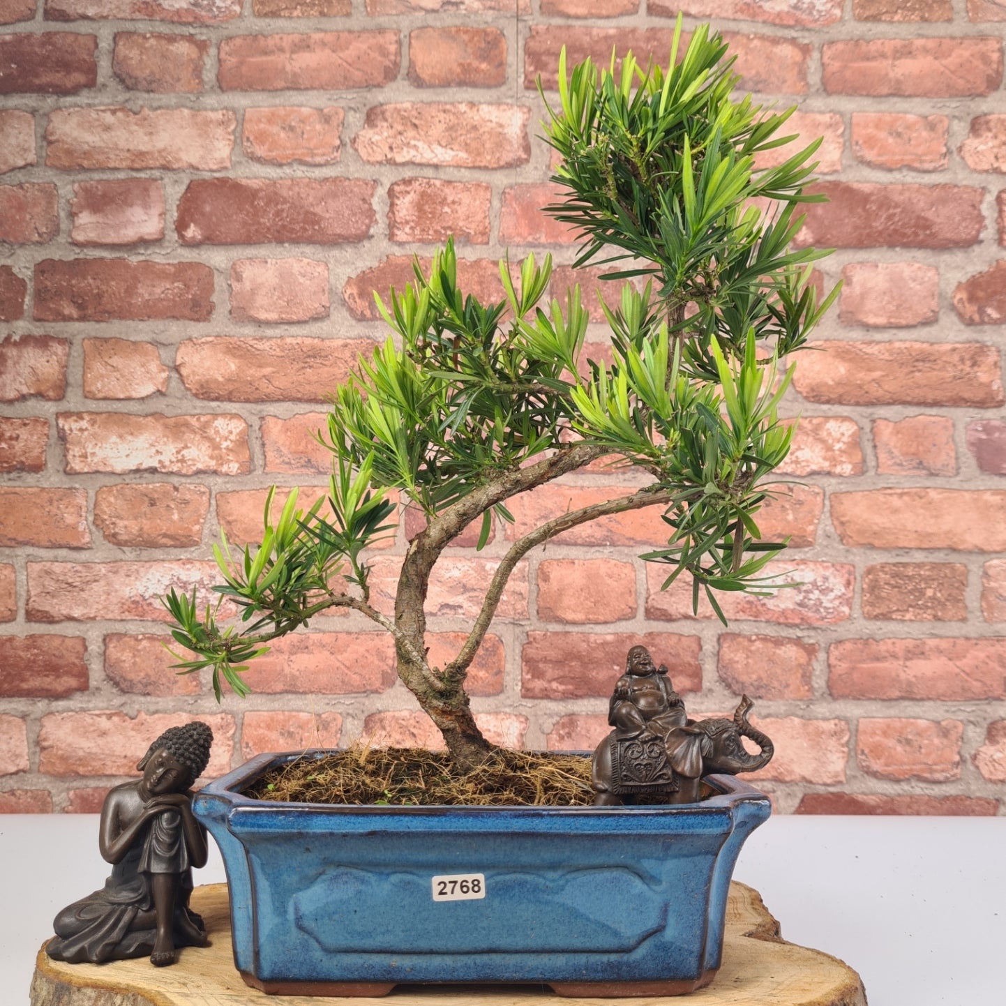 Buddhist Pine (Podocarpus Micro) Bonsai Tree | Shaped | In 30cm Pot