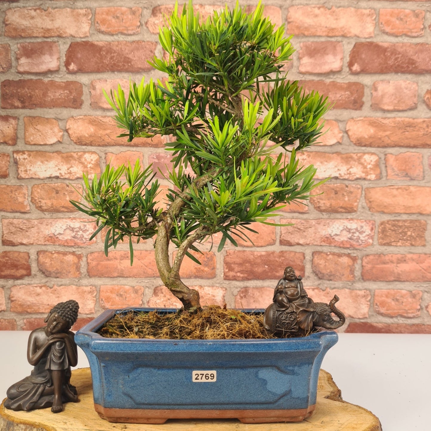 Buddhist Pine (Podocarpus Micro) Bonsai Tree | Shaped | In 30cm Pot