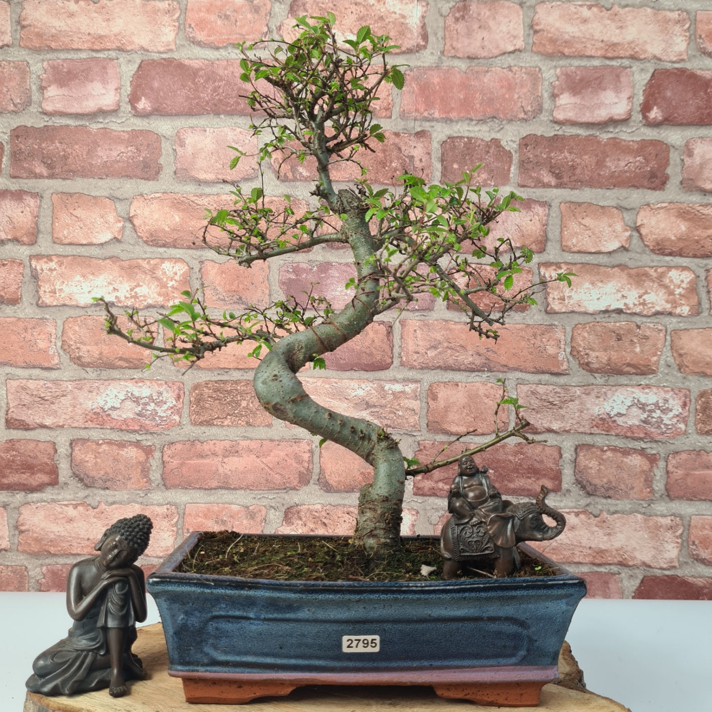 Chinese Elm (Ulmus Parvifolia) Bonsai Tree | Shaped | In 25cm Pot
