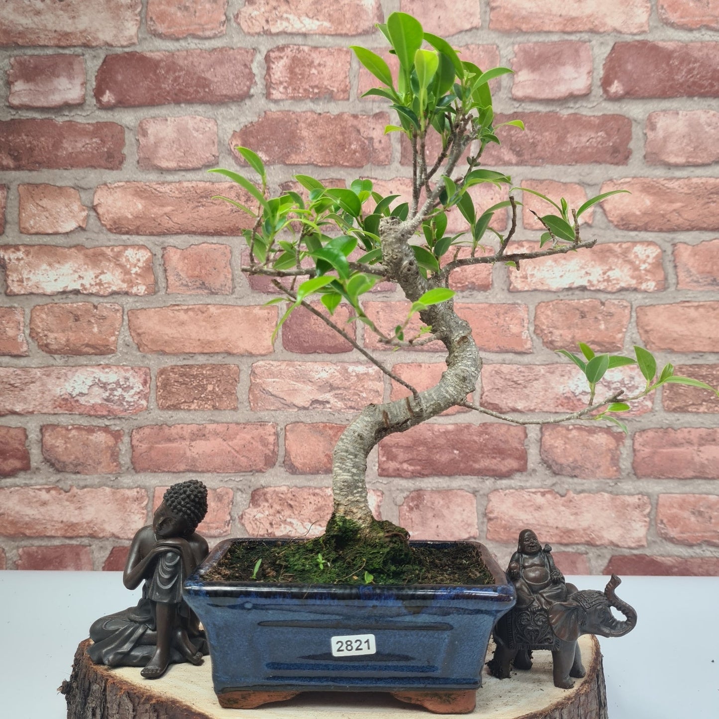Ficus Microcarpa (Banyan Fig) Indoor Bonsai Tree | Shaped | In 15cm Pot