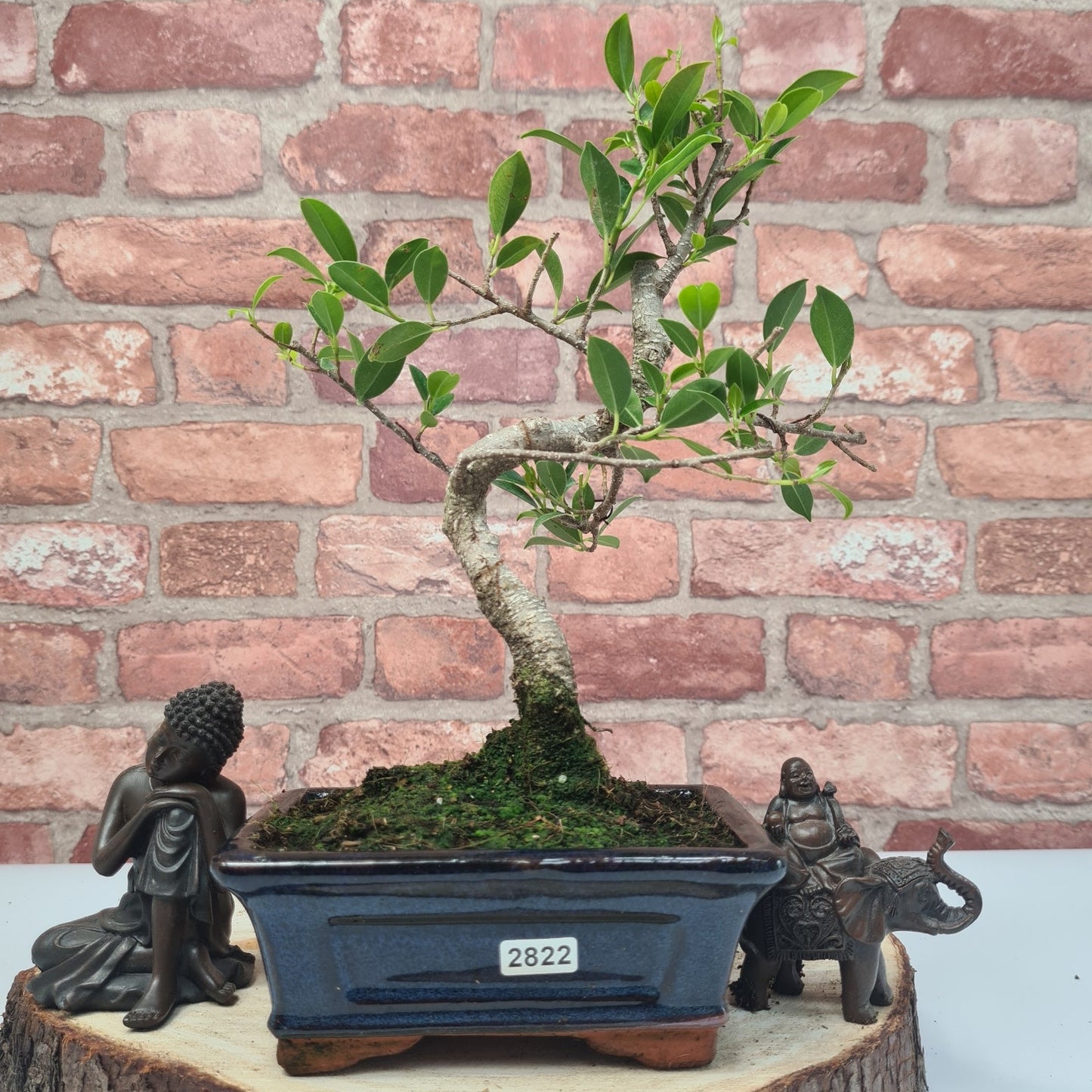 Ficus Microcarpa (Banyan Fig) Indoor Bonsai Tree | Shaped | In 15cm Pot