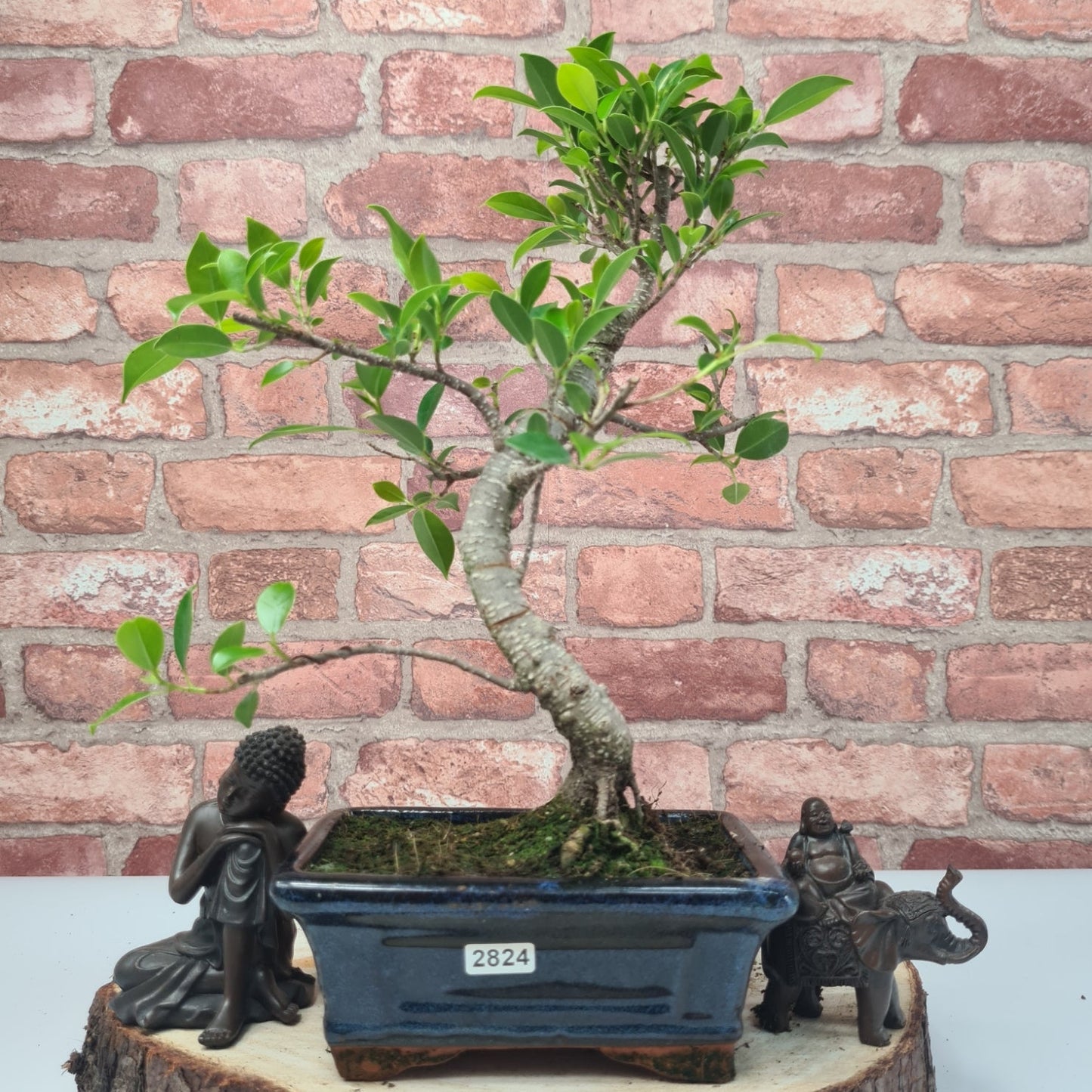 Ficus Microcarpa (Banyan Fig) Indoor Bonsai Tree | Shaped | In 15cm Pot
