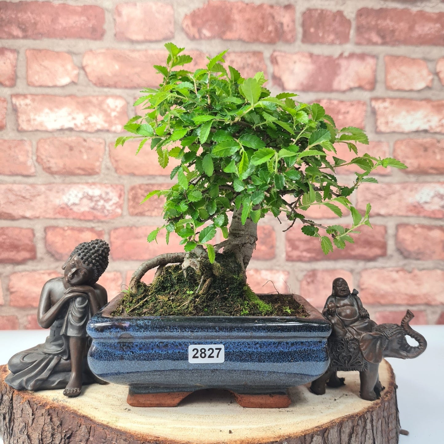 Chinese Elm (Ulmus Parvifolia) Bonsai Tree | Broom | In 15cm Pot