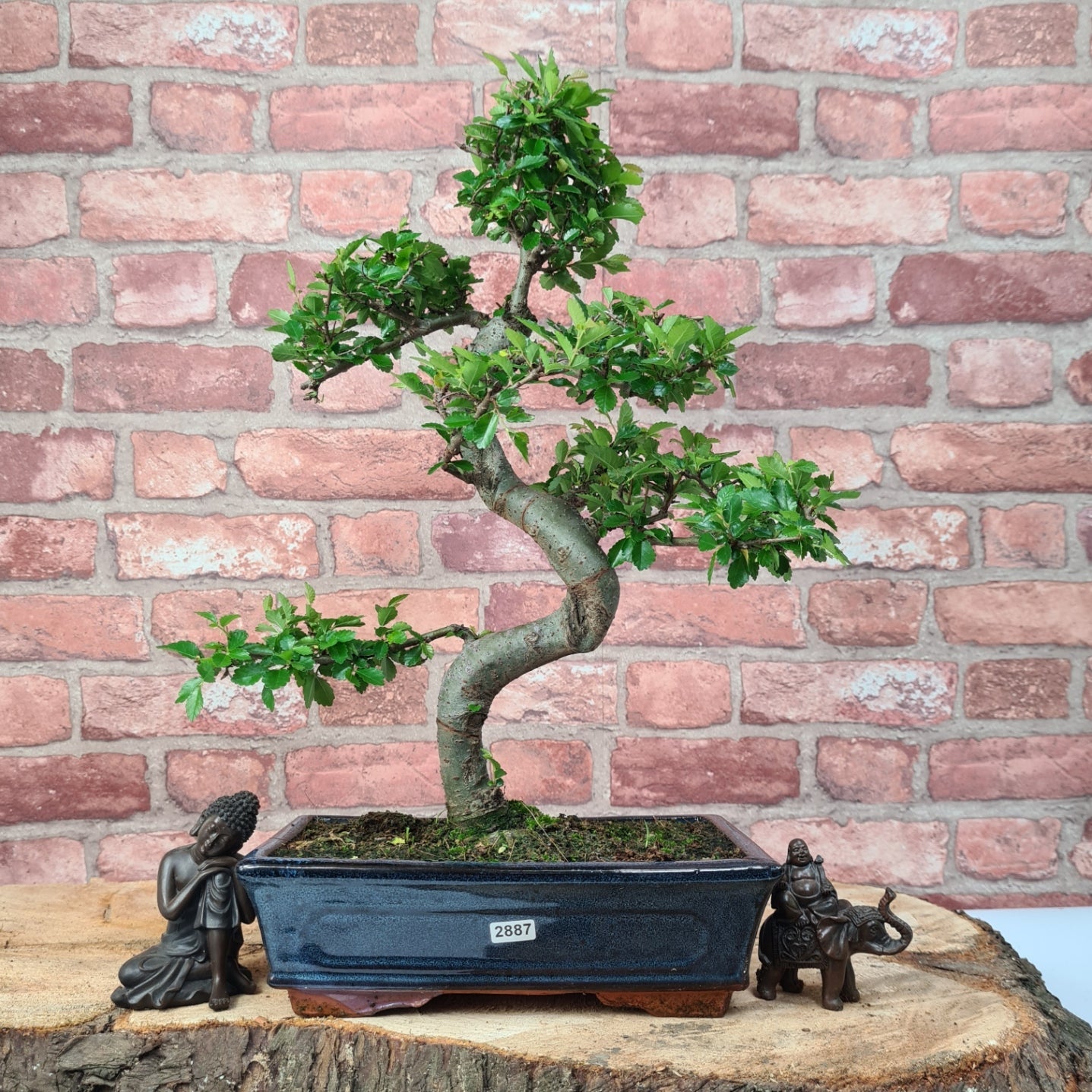Chinese Elm (Ulmus Parvifolia) Bonsai Tree | Shaped | In 25cm Pot