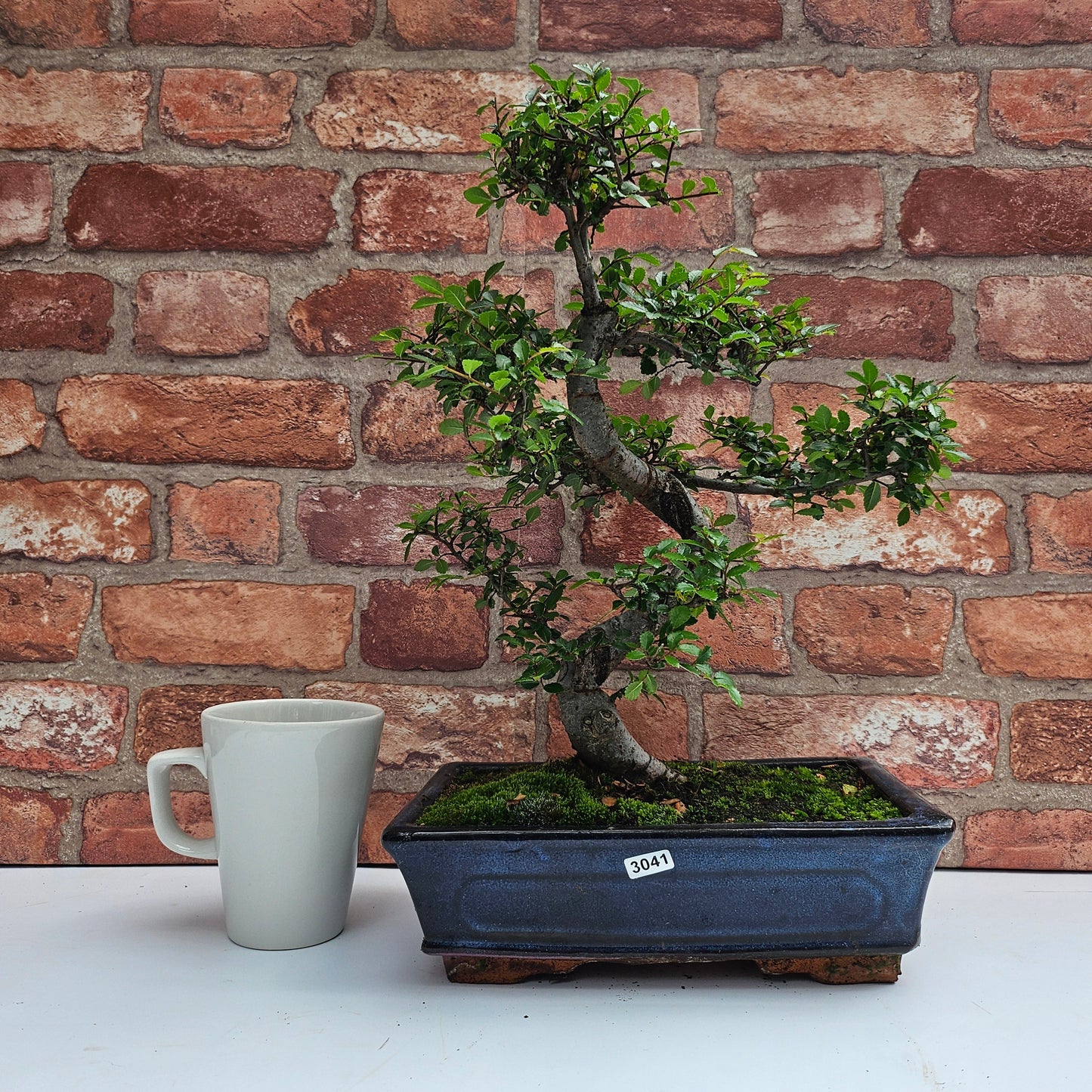 Chinese Elm (Ulmus Parvifolia) Bonsai Tree | Shaped | In 25cm Pot