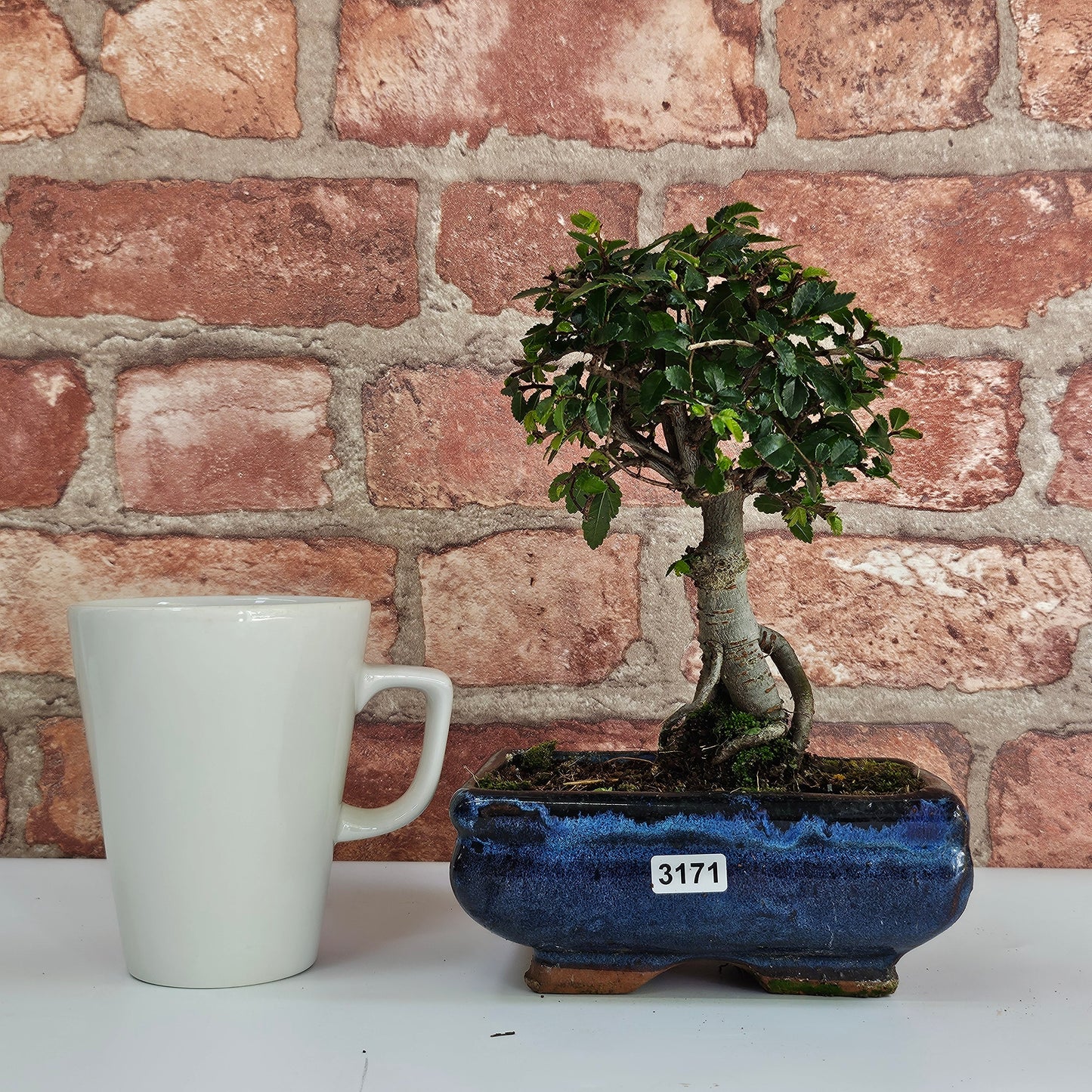 Chinese Elm (Ulmus Parvifolia) Bonsai Tree | Broom | In 15cm Pot