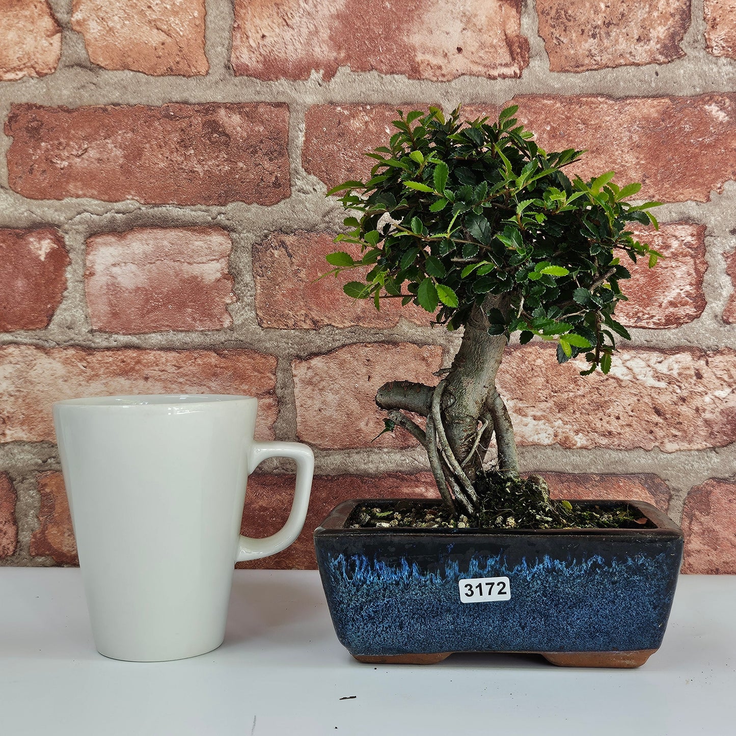 Chinese Elm (Ulmus Parvifolia) Bonsai Tree | Broom | In 15cm Pot