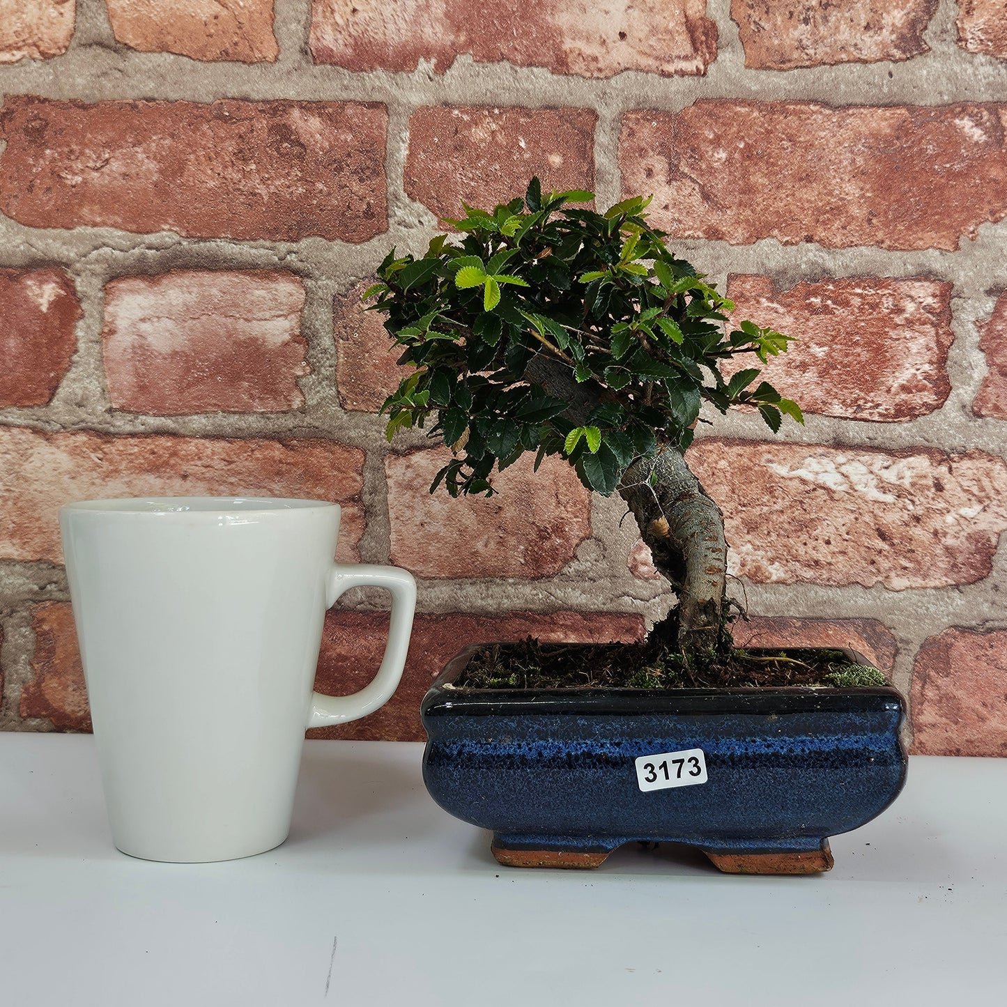 Chinese Elm (Ulmus Parvifolia) Bonsai Tree | Broom | In 15cm Pot