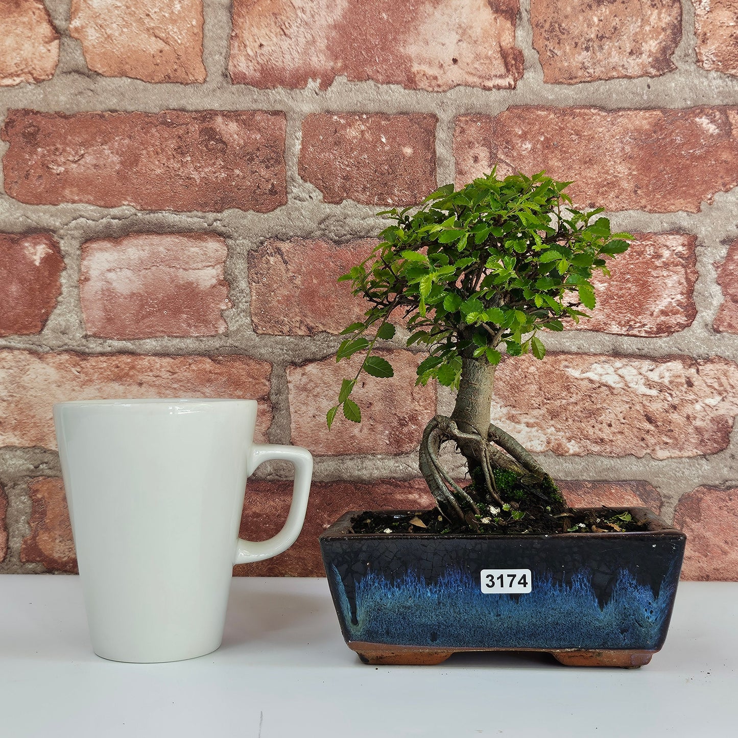 Chinese Elm (Ulmus Parvifolia) Bonsai Tree | Broom | In 15cm Pot