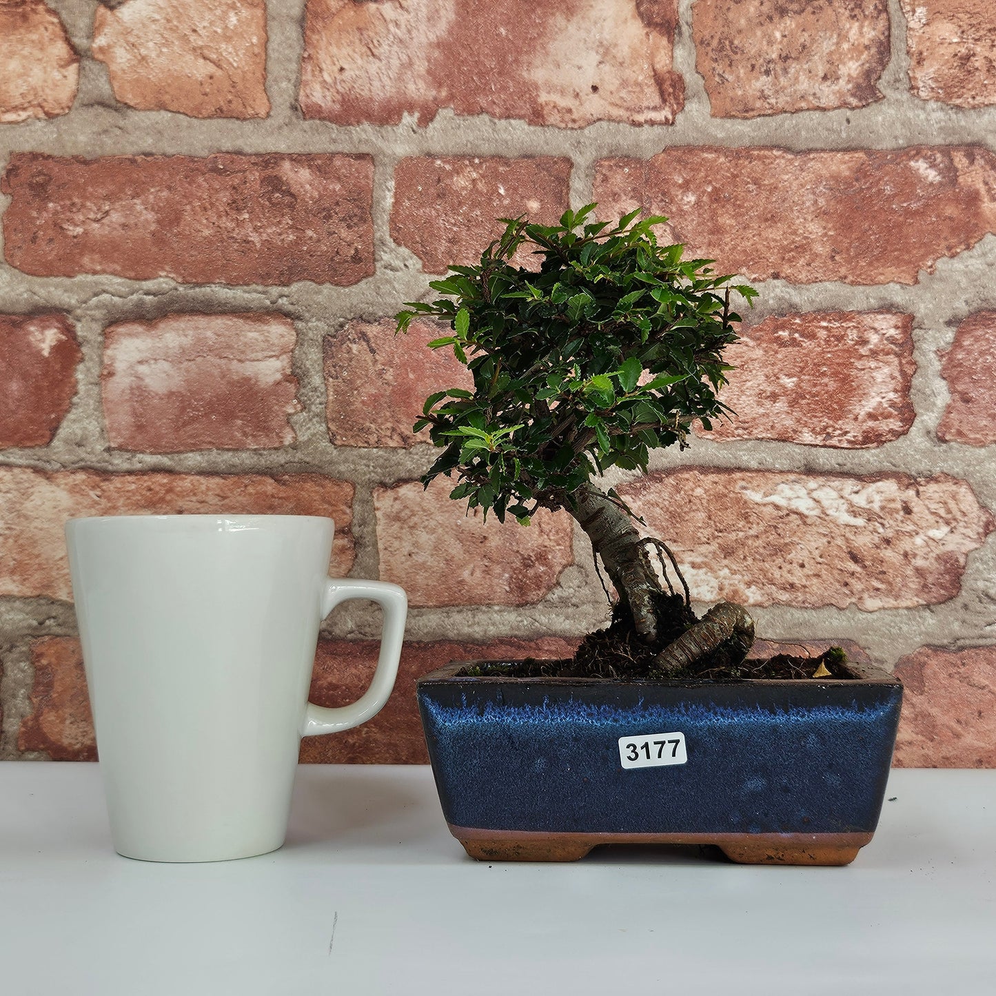 Chinese Elm (Ulmus Parvifolia) Bonsai Tree | Broom | In 15cm Pot