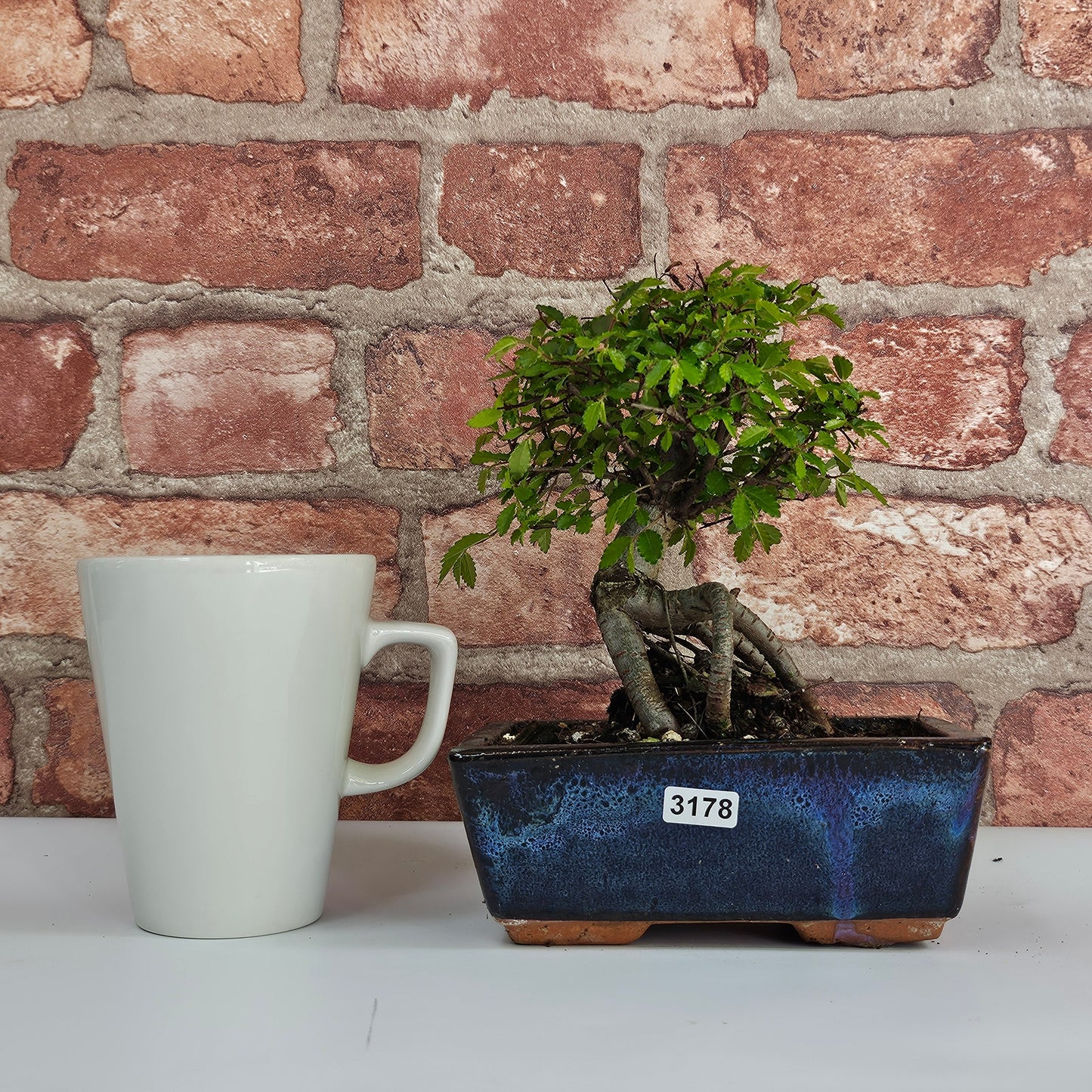 Chinese Elm (Ulmus Parvifolia) Bonsai Tree | Broom | In 15cm Pot