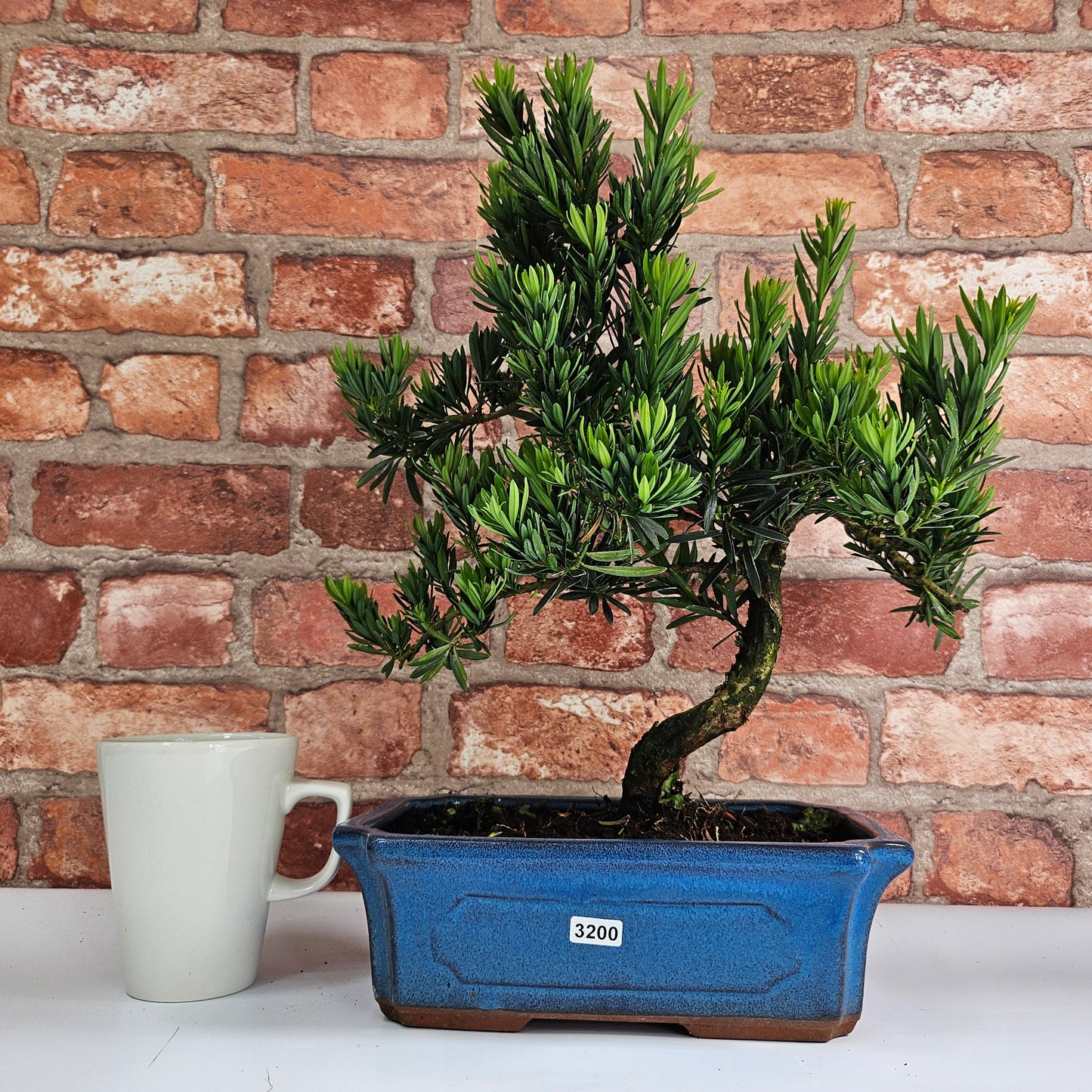 Buddhist Pine (Podocarpus Micro) Bonsai Tree | Shaped | In 30cm Pot