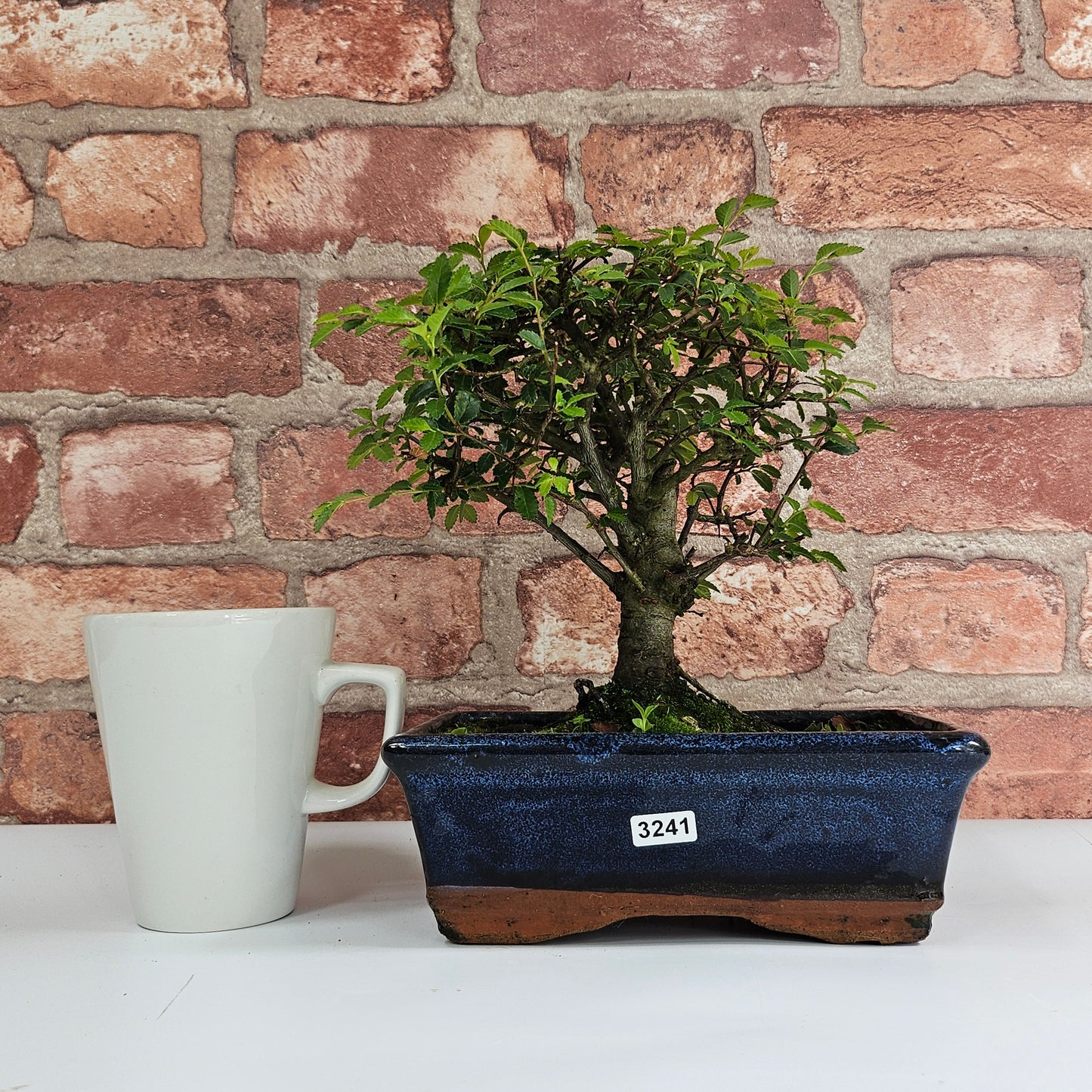 Chinese Elm (Ulmus Parvifolia) Bonsai Tree | Broom | In 20cm Pot