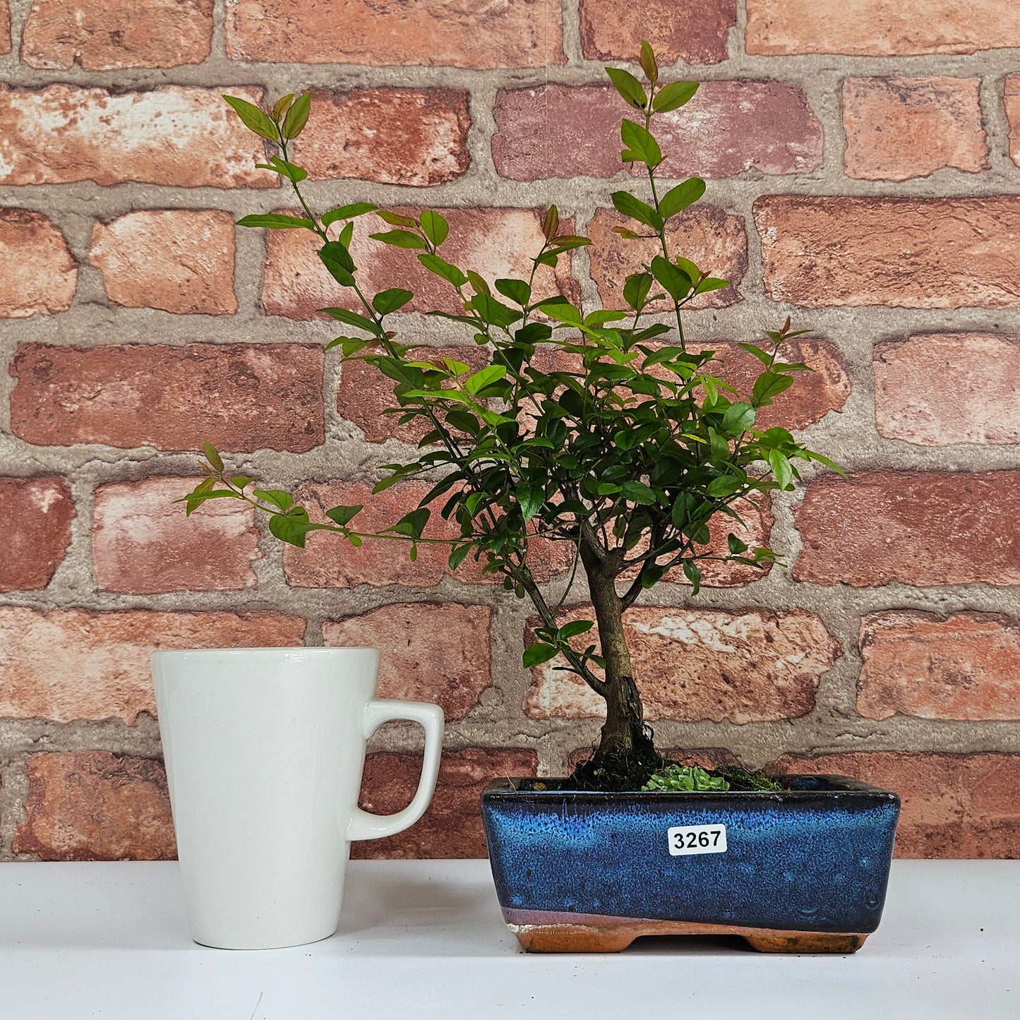 Bird Plum (Sageretia) Bonsai Tree | Broom | In 15cm Pot