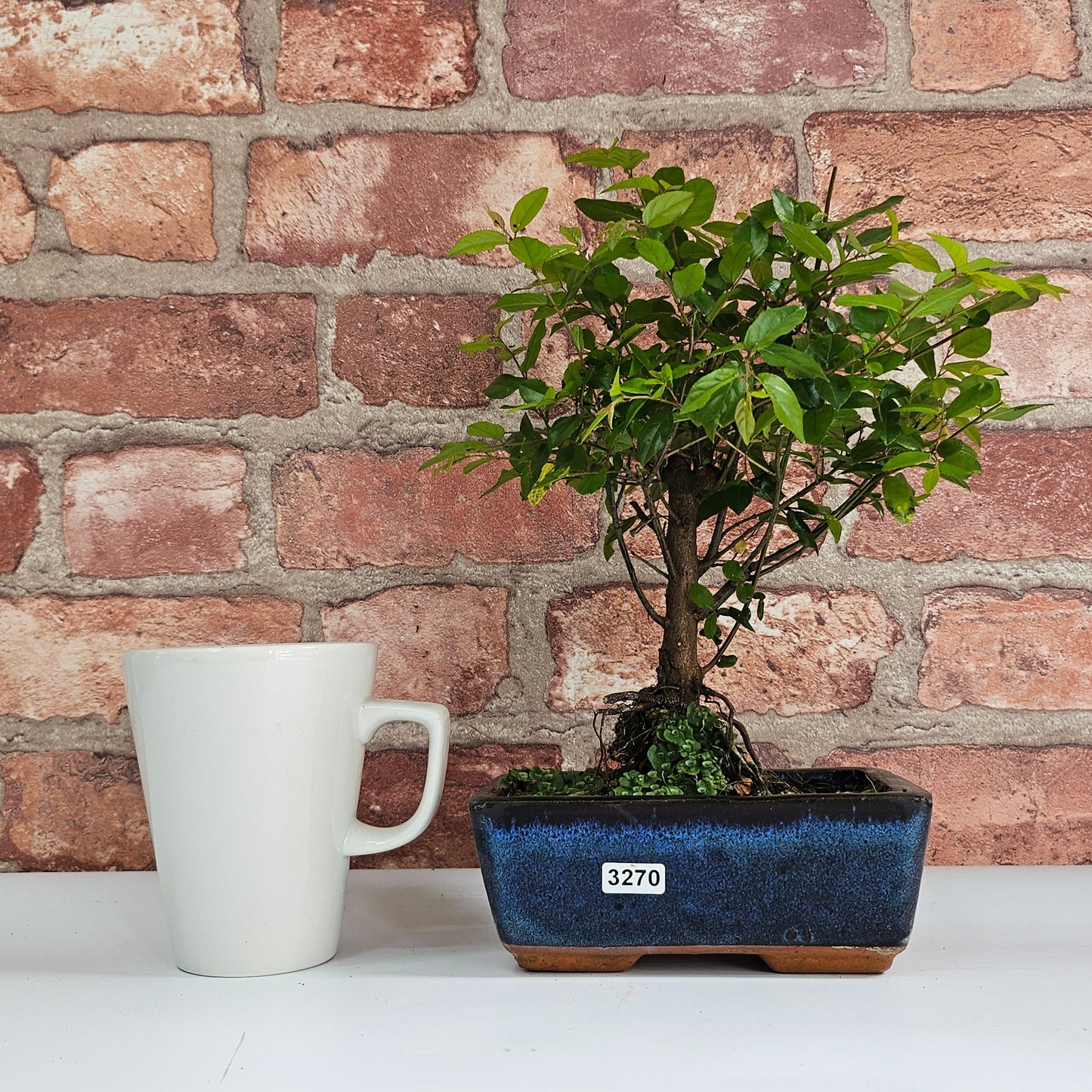 Bird Plum (Sageretia) Bonsai Tree | Broom | In 15cm Pot