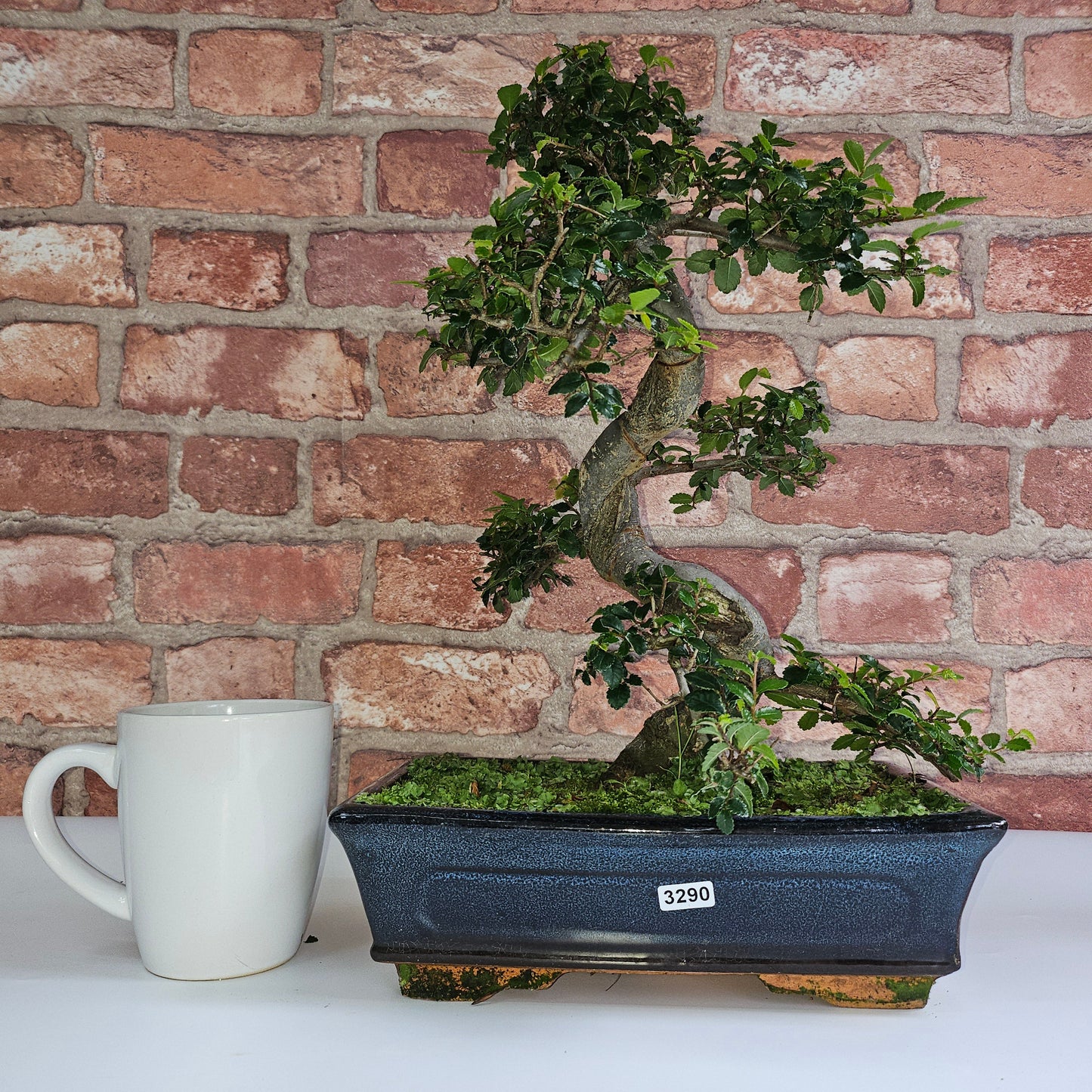Chinese Elm (Ulmus Parvifolia) Bonsai Tree | Shaped | In 25cm Pot