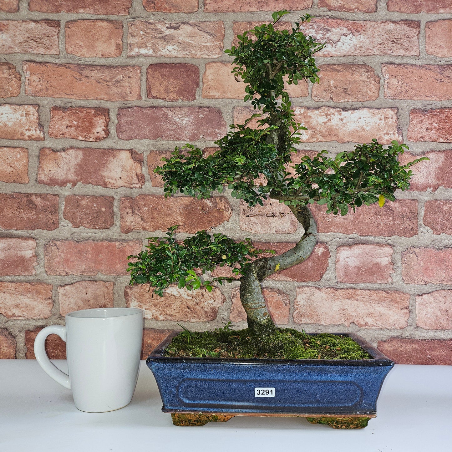 Chinese Elm (Ulmus Parvifolia) Bonsai Tree | Shaped | In 25cm Pot