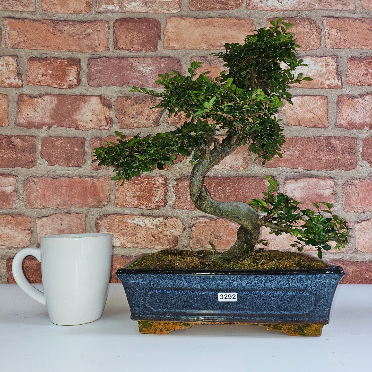 Chinese Elm (Ulmus Parvifolia) Bonsai Tree | Shaped | In 25cm Pot