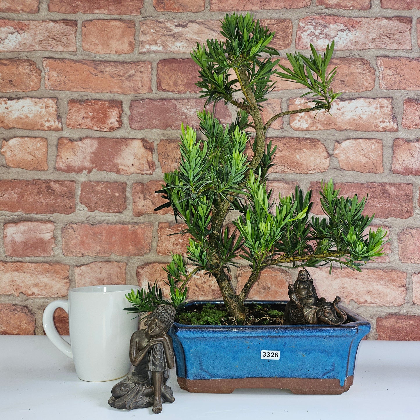 Buddhist Pine (Podocarpus Micro) Bonsai Tree | Shaped | In 25cm Pot