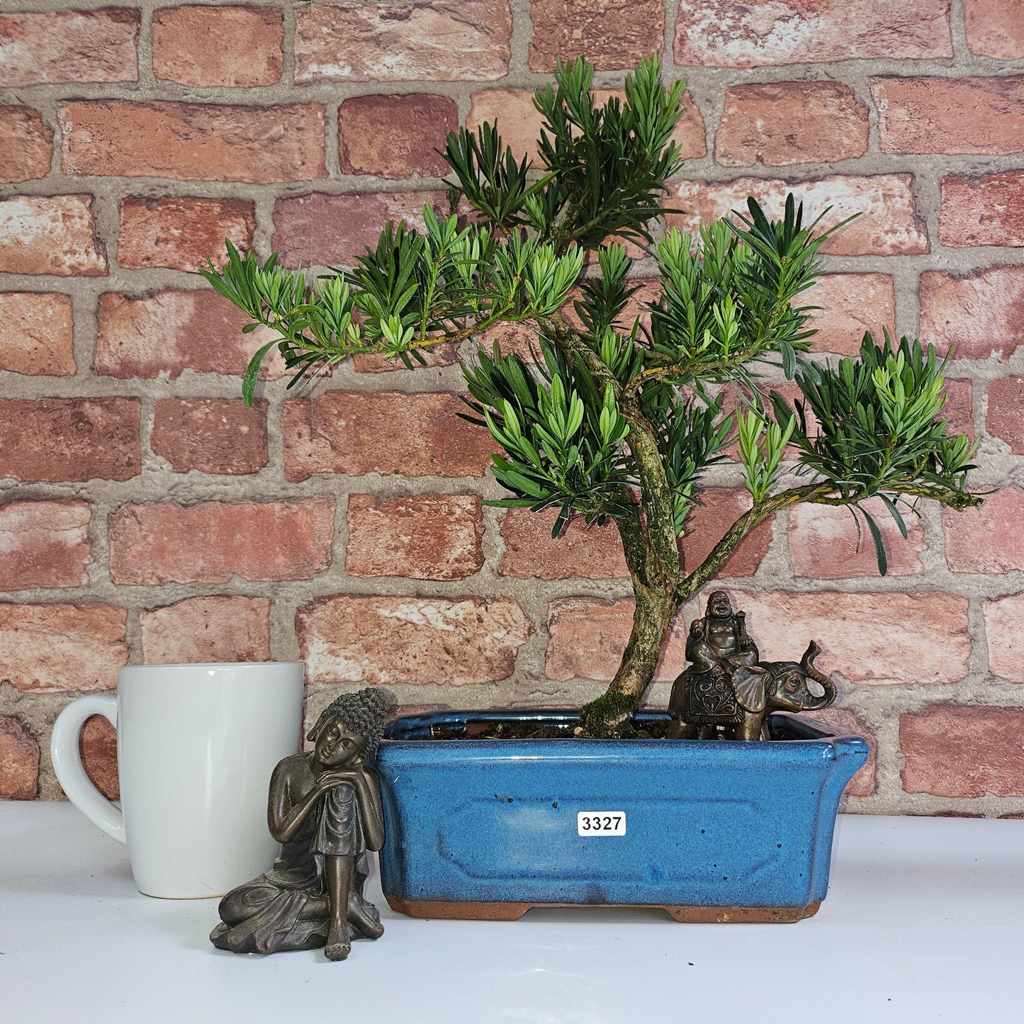 Buddhist Pine (Podocarpus Micro) Bonsai Tree | Shaped | In 25cm Pot