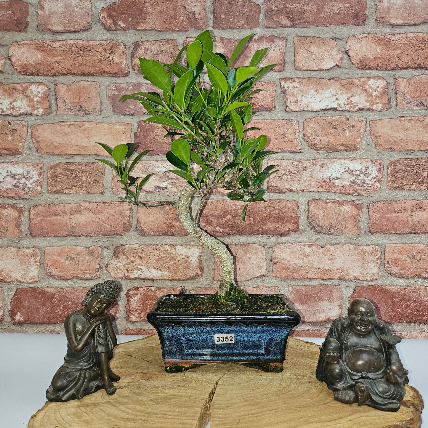 Ficus Microcarpa (Banyan Fig) Indoor Bonsai Tree | Shaped | In 15cm Pot