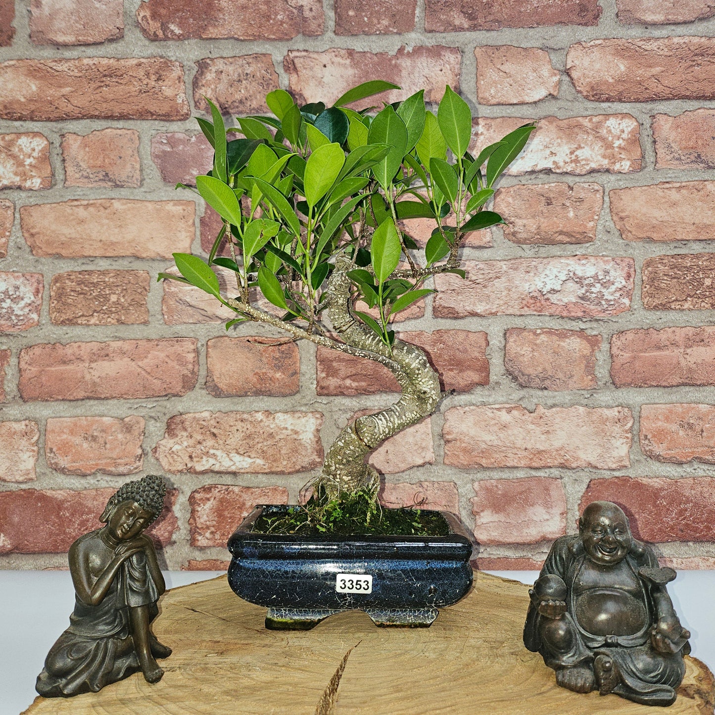 Ficus Microcarpa (Banyan Fig) Indoor Bonsai Tree | Shaped | In 15cm Pot