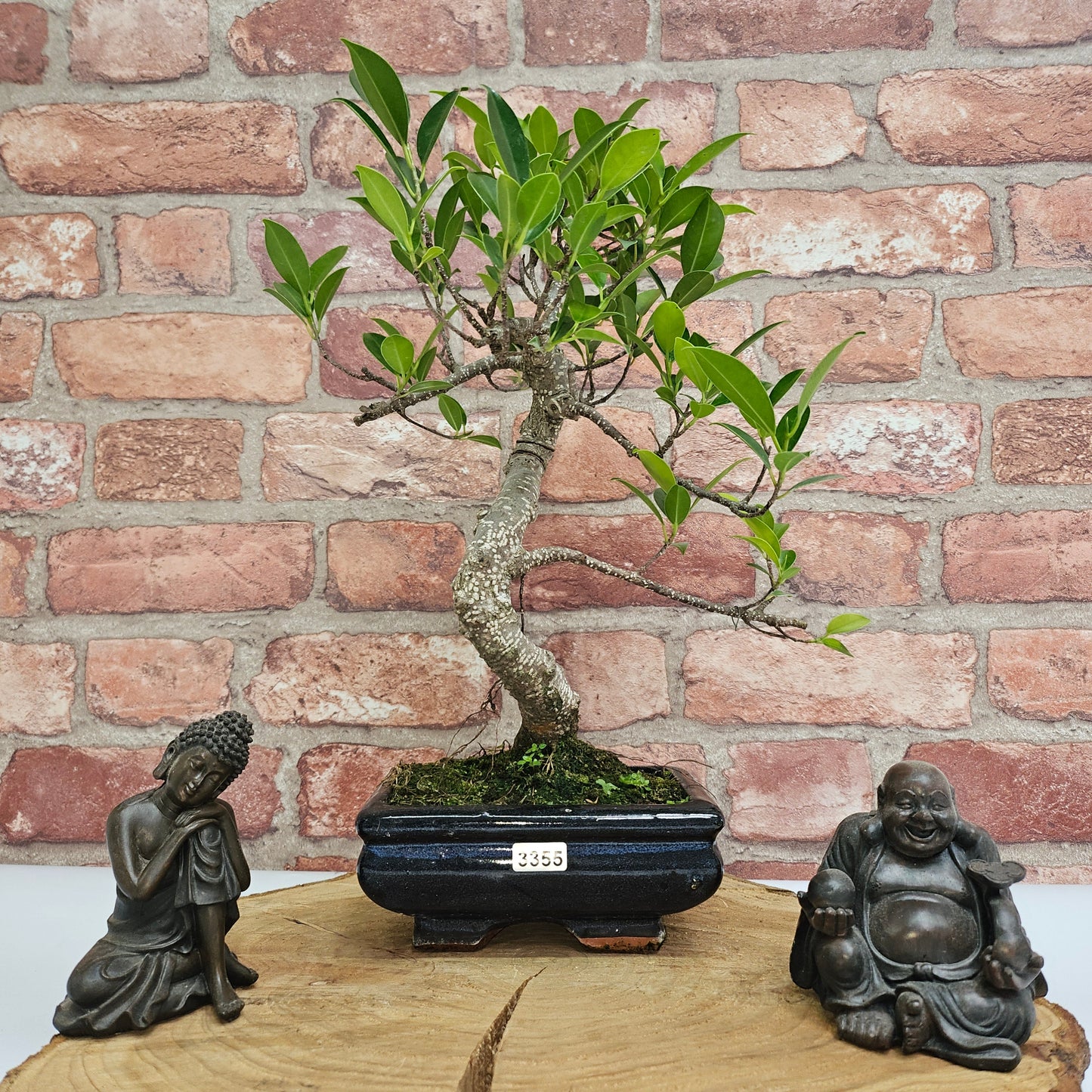 Ficus Microcarpa (Banyan Fig) Indoor Bonsai Tree | Shaped | In 15cm Pot